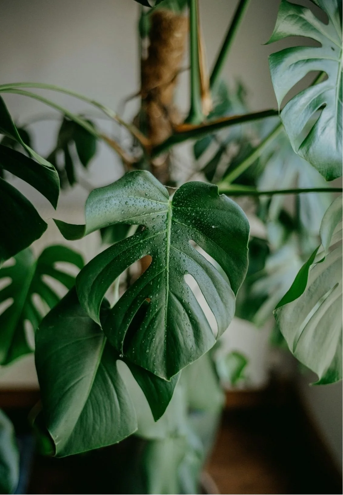 Close-up of a green Monstera plant leaf with water droplets and other leaves in the background.