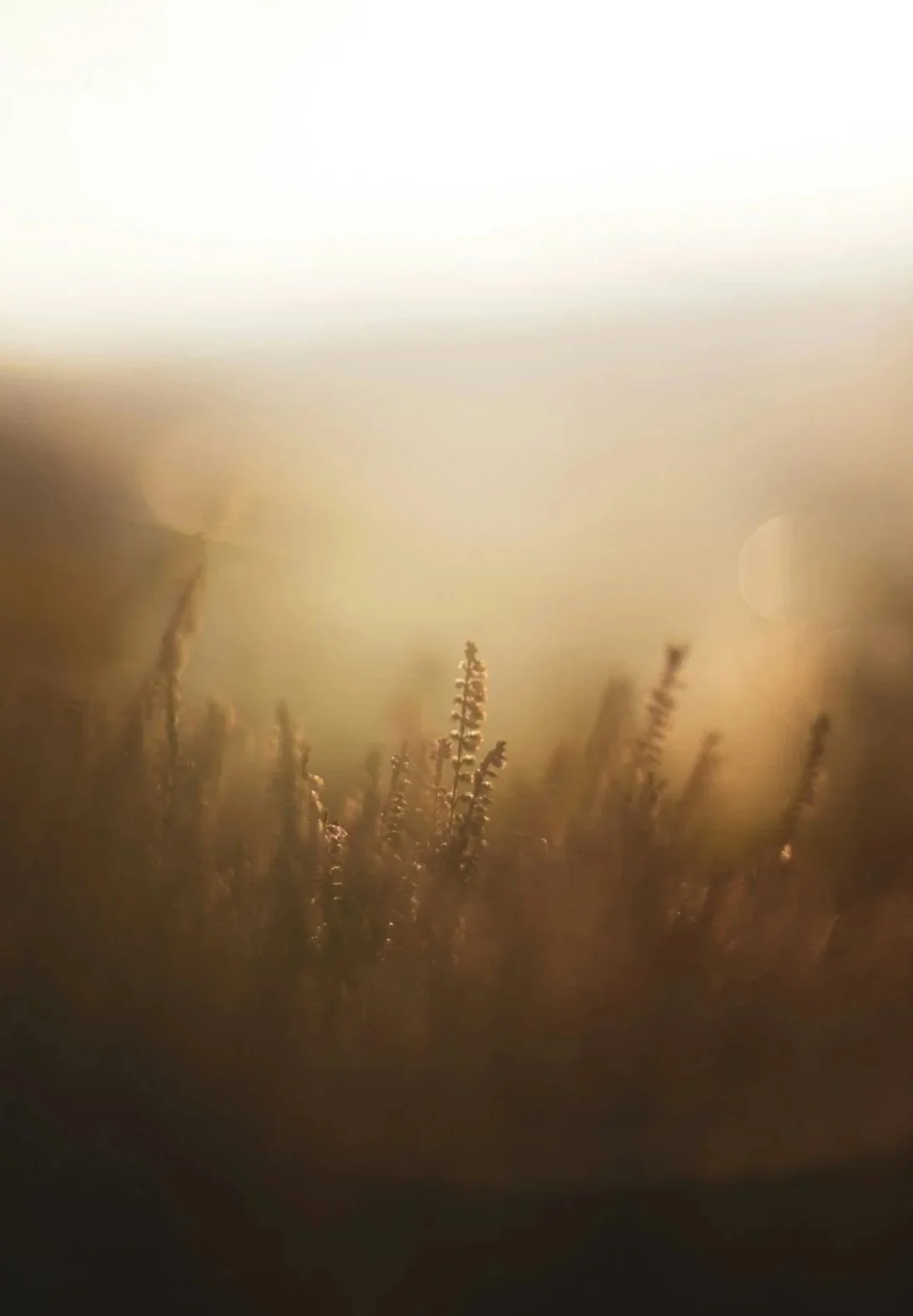 Blurry image of tall grass with sunlight in the background.