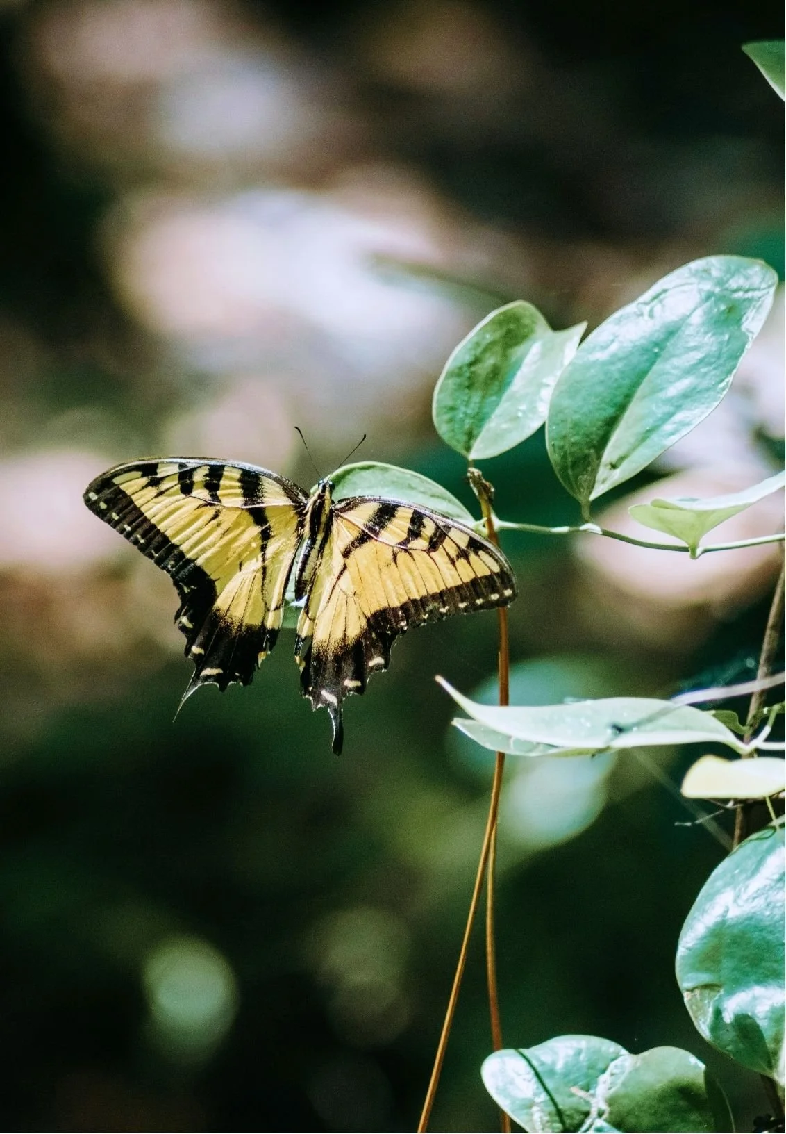 A butterfly with yellow and black wings resting on green leaves in a natural setting.