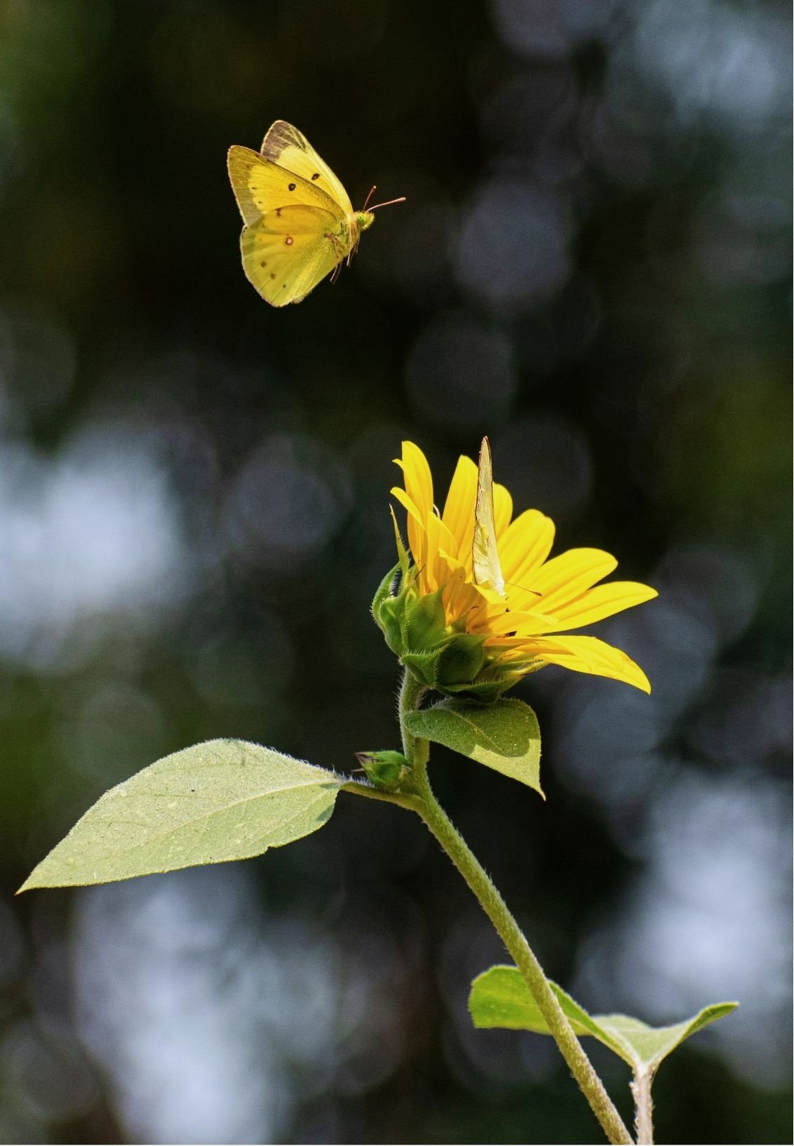 A yellow butterfly flying near a yellow flower with green leaves, with a dark, blurred background.