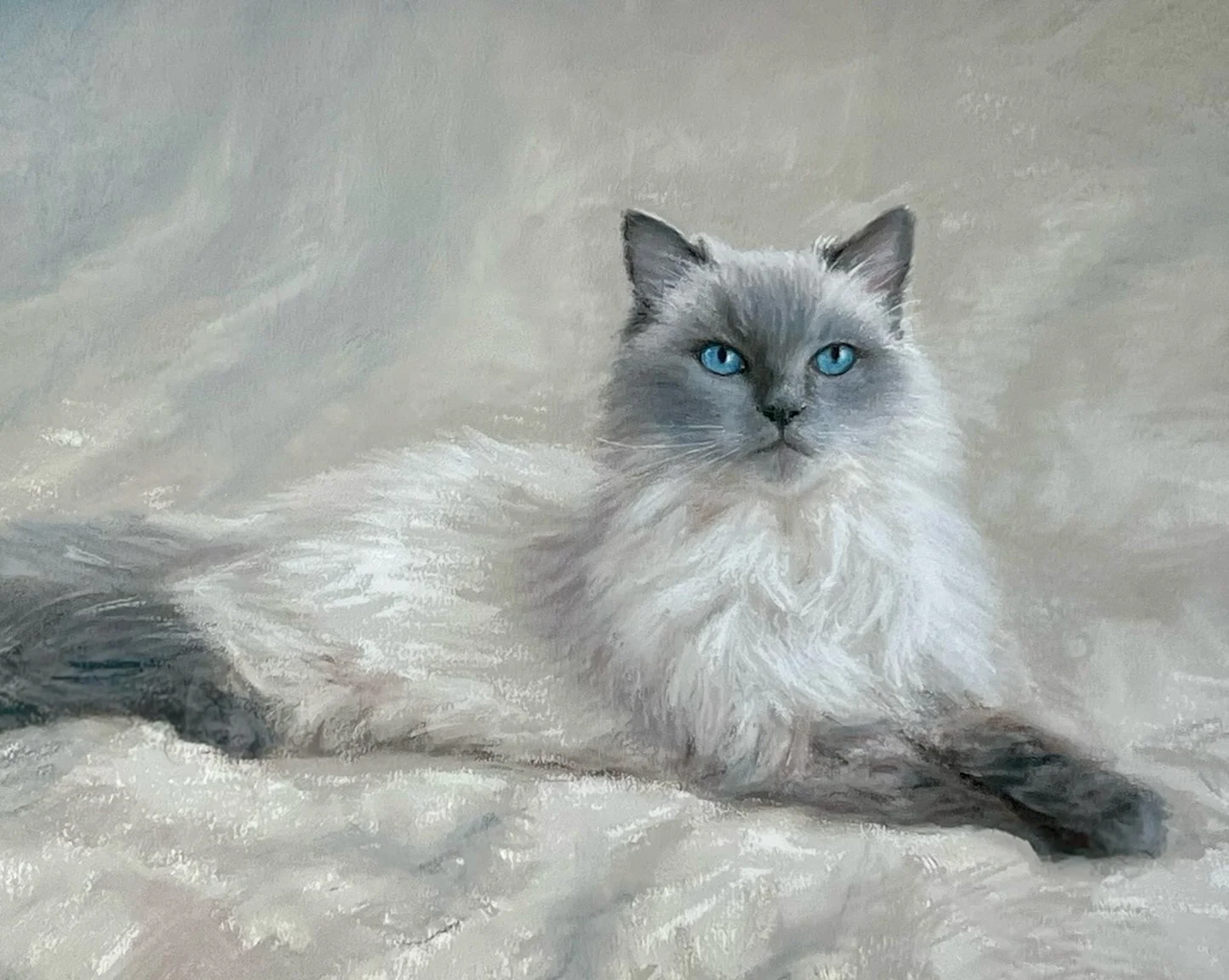 A fluffy Ragdoll cat with bright blue eyes lying on a soft, light-colored surface.