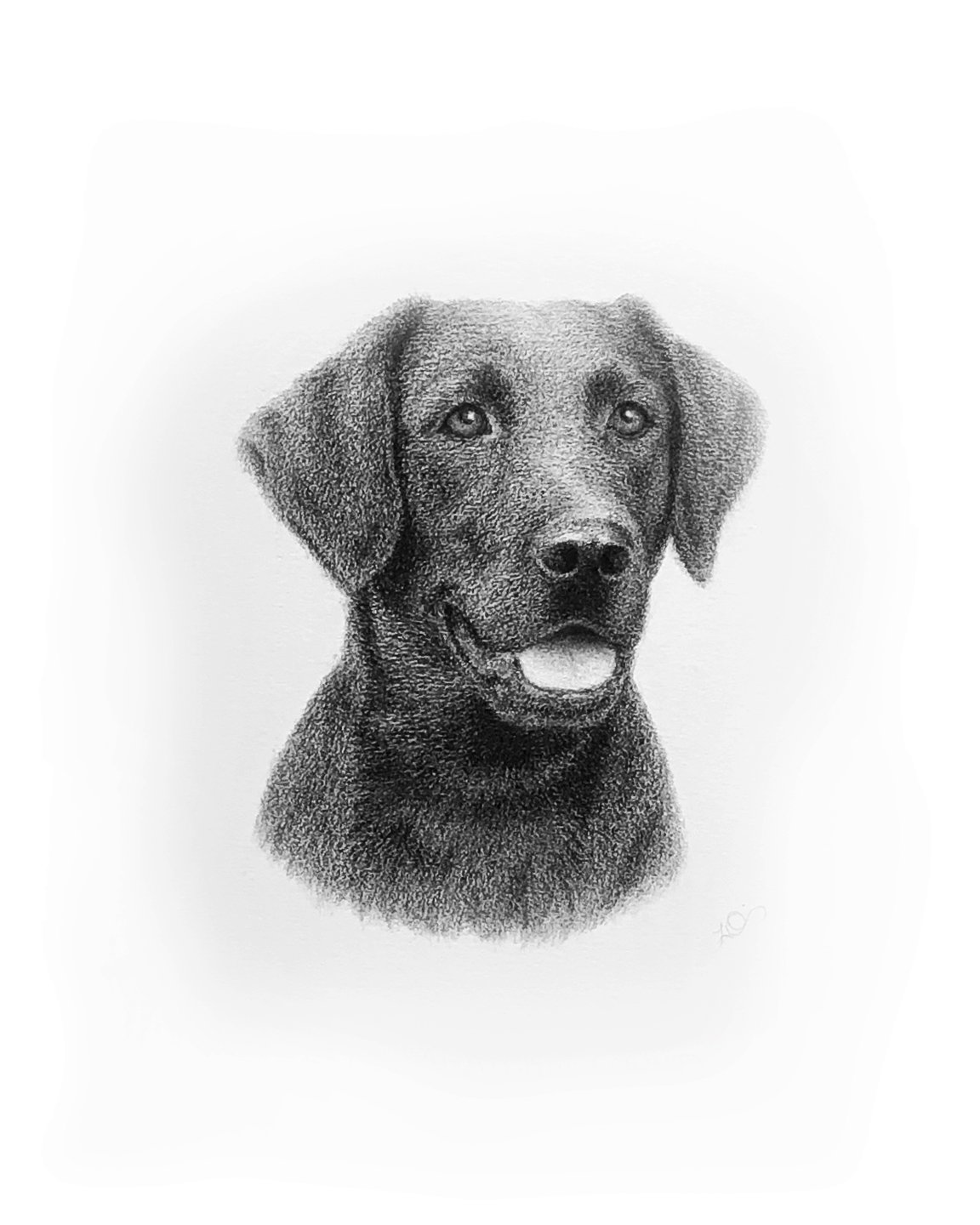 Labrador - Charcoal on Paper