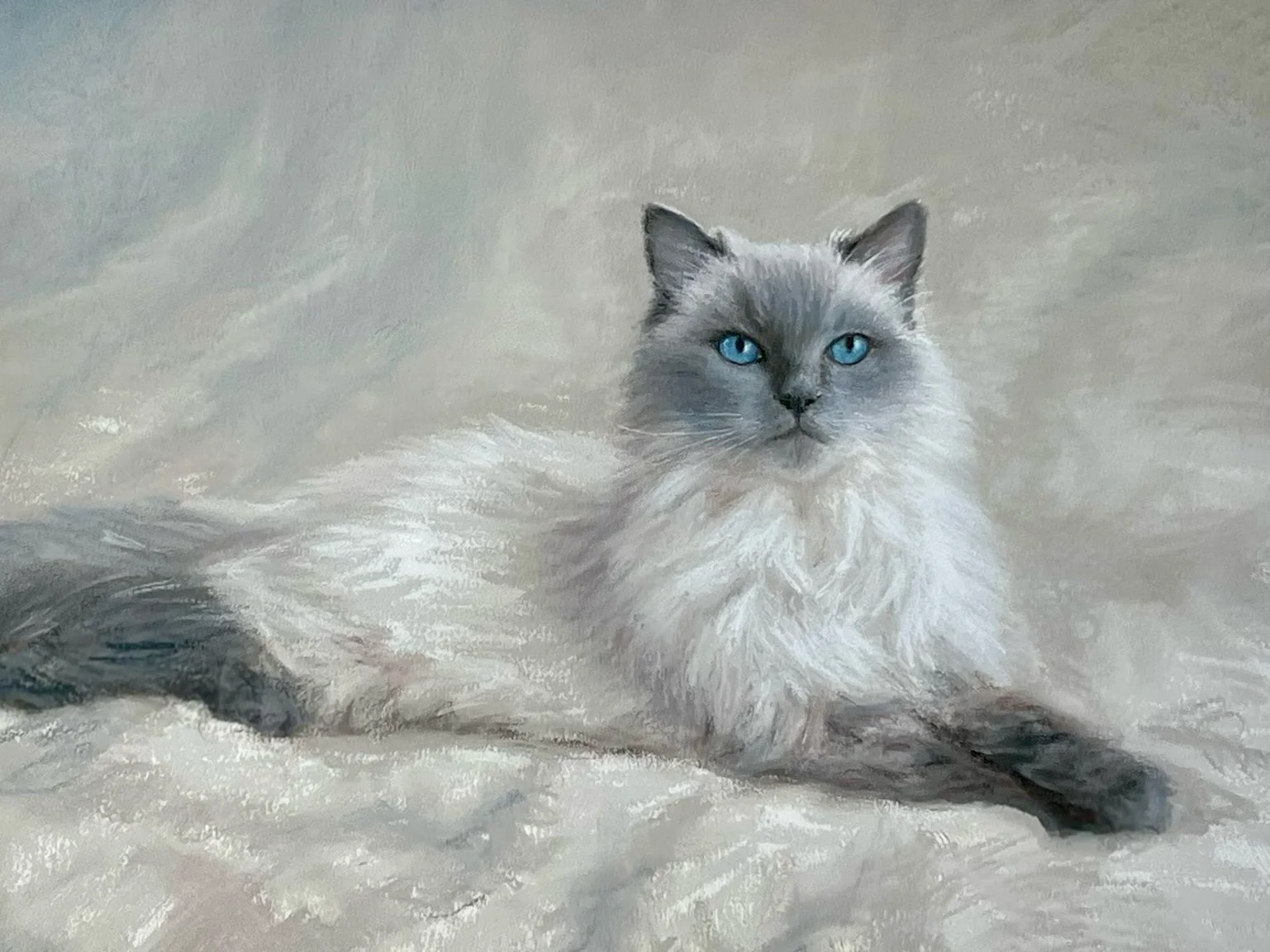 Ragdoll Cat - Pastel on Paper