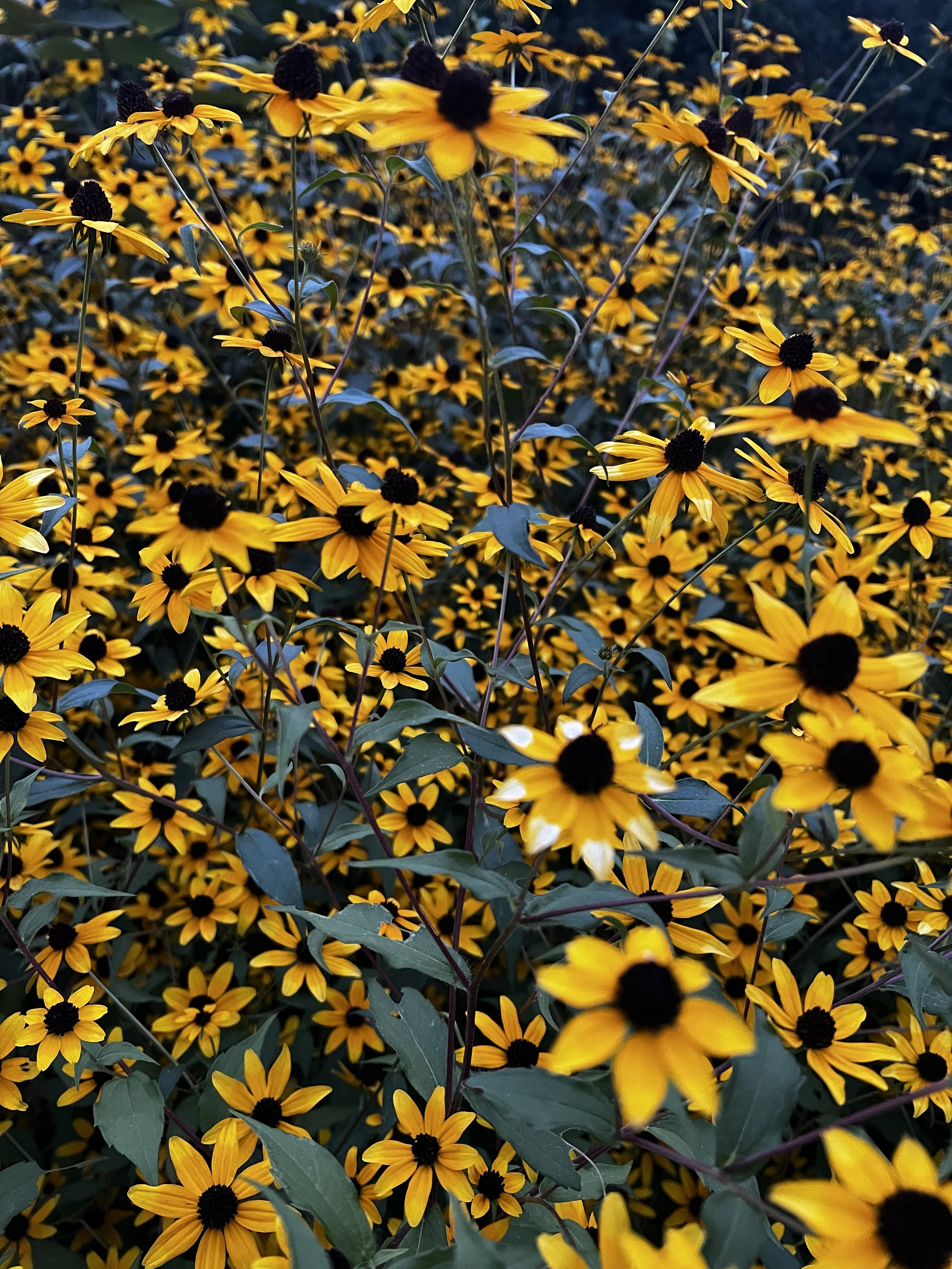 A close-up of of a patch of Black-eyed Susan yellow flowers at dusk