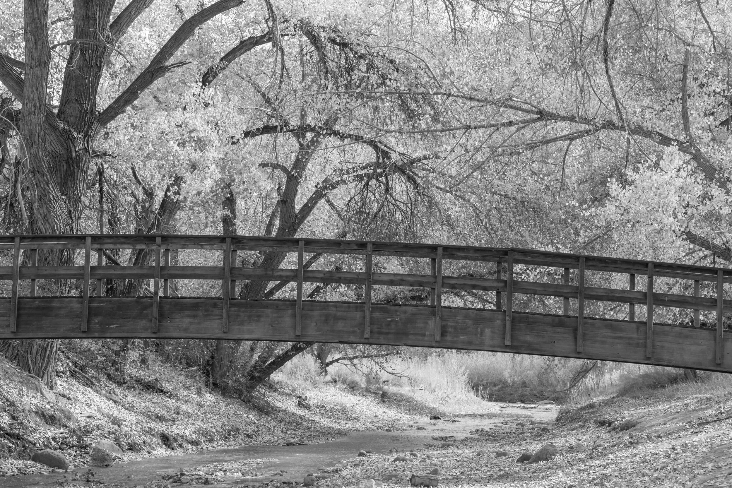 A wooden bridge crosses a small stream in a forest with trees.