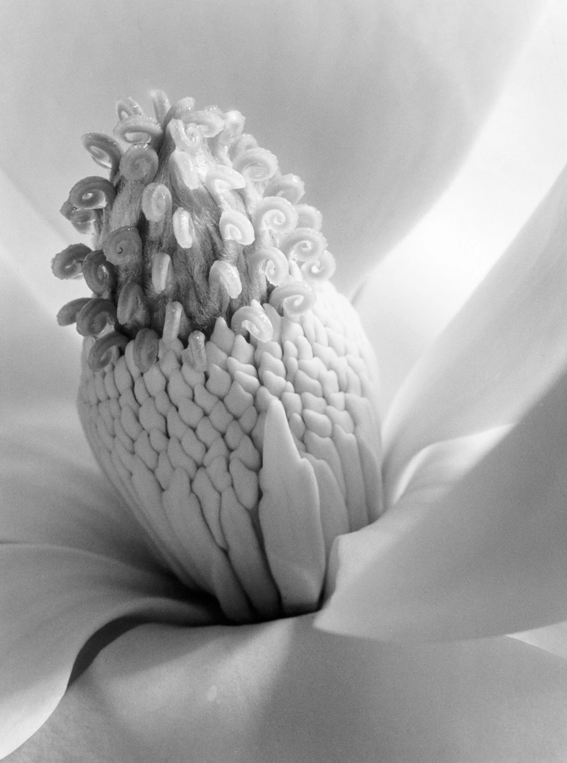 Imogen Cunningham, Photographer