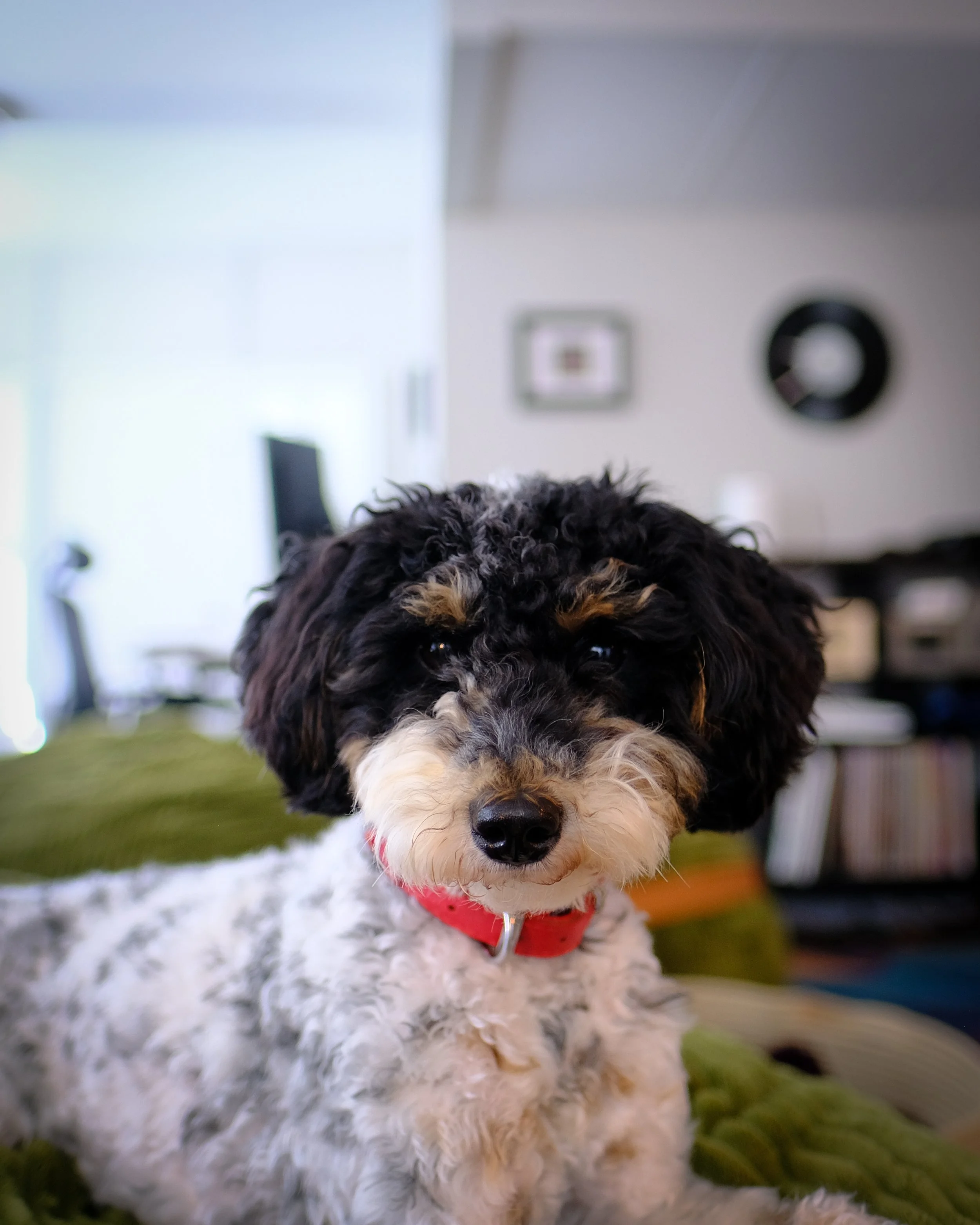A cute curly-haired dog with black, white, and tan fur wearing a red collar sitting on a green rug with a blurred living room in the background.