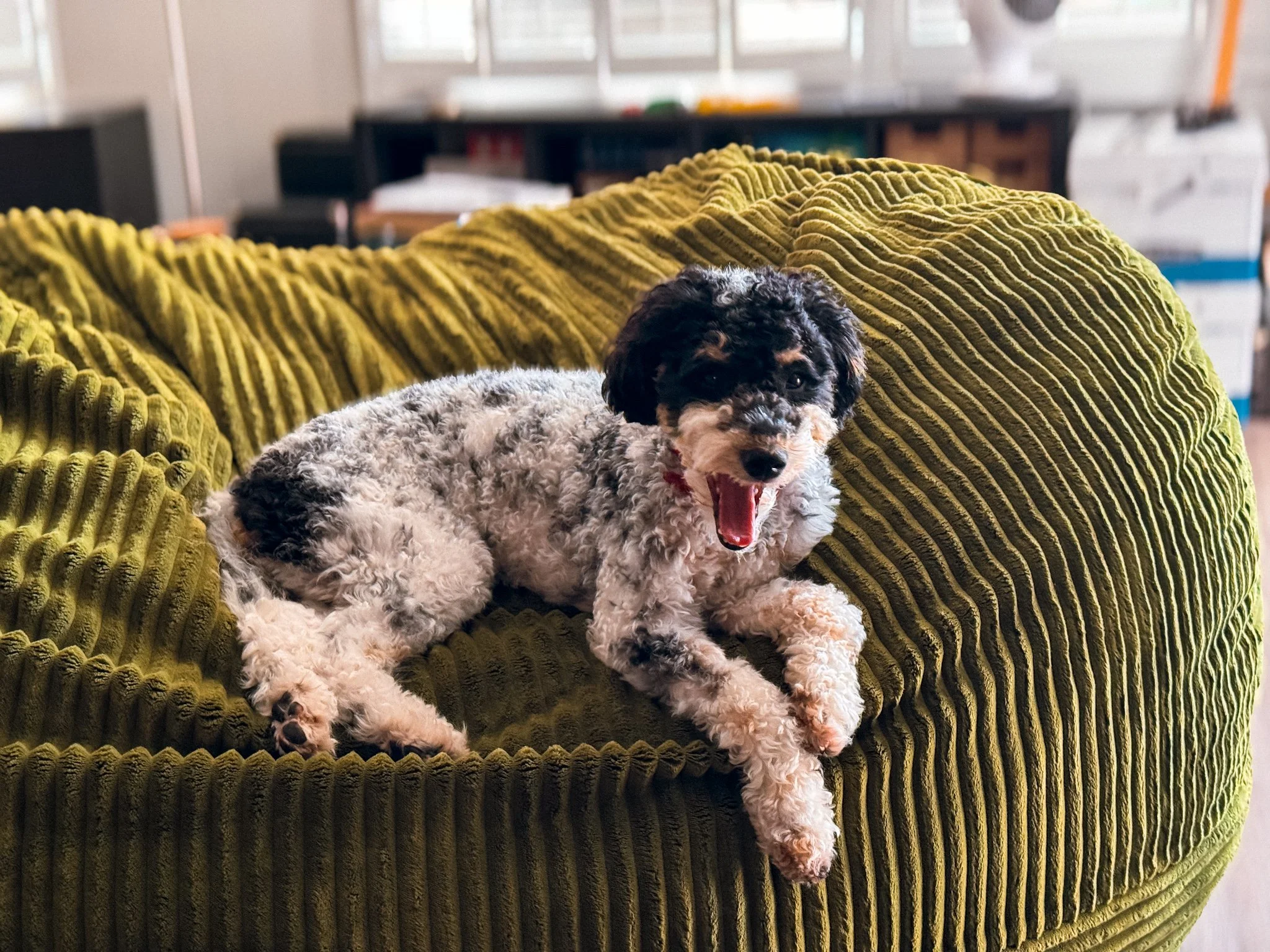A small black, white, and brown puppy with curly fur is sitting on a large green textured blanket in a room with shelves and storage in the background.