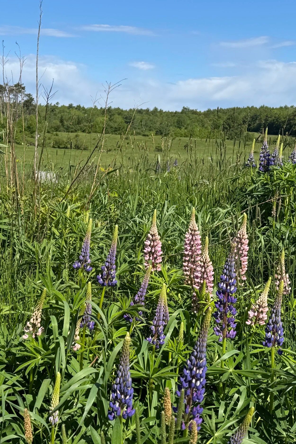 Field of purple and pink lupine flowers with green grass, trees, and a blue sky with clouds in the background.