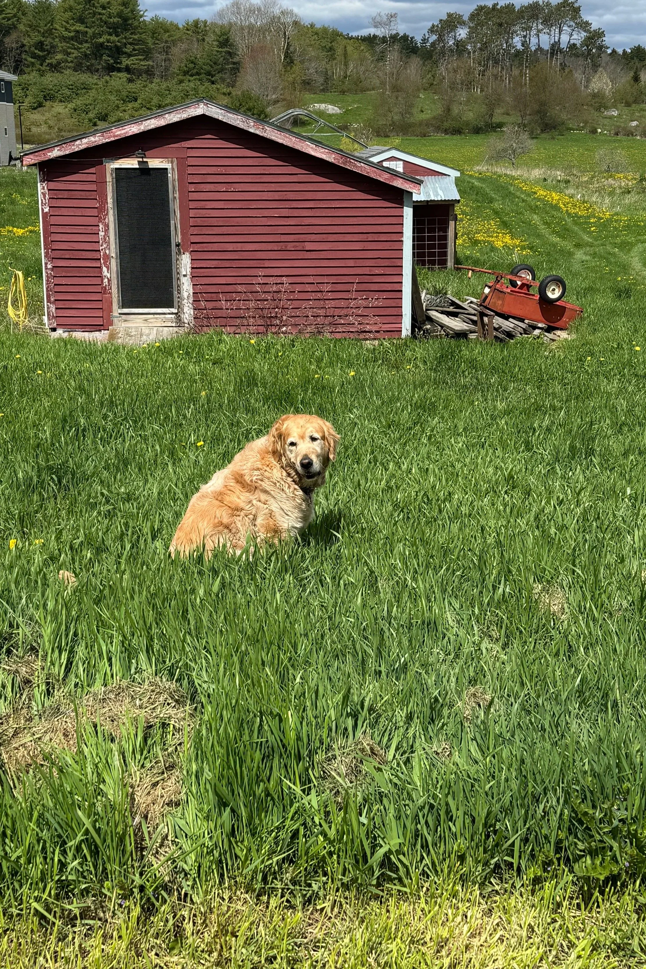 A rural scene with a red wooden shed, a small red wagon, yellow flowers in green grass, and a background of trees and rolling hills under partly cloudy sky.
