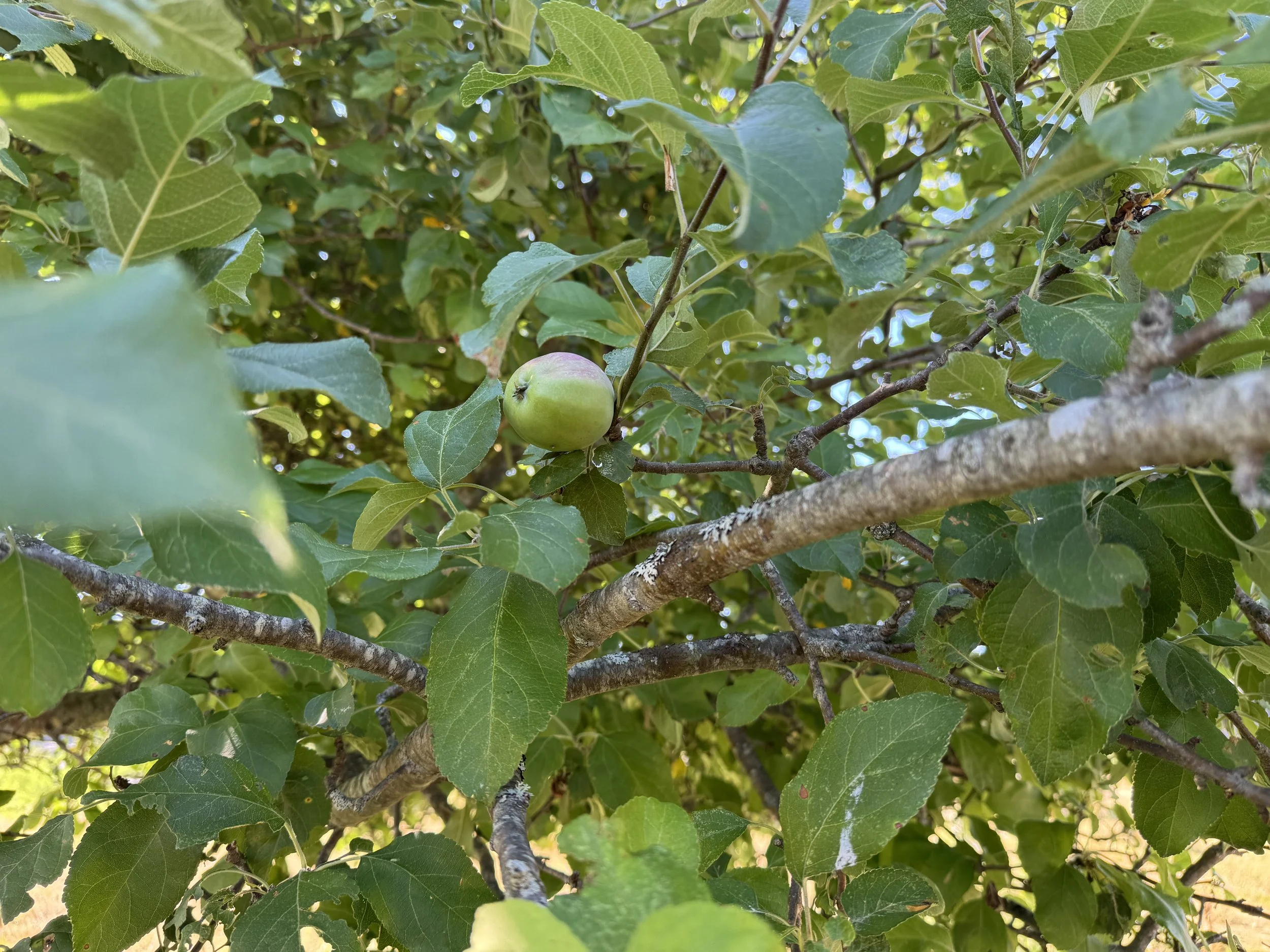 Ripening and Restoring: The First Fruits of the Season Are Growing Stronger!