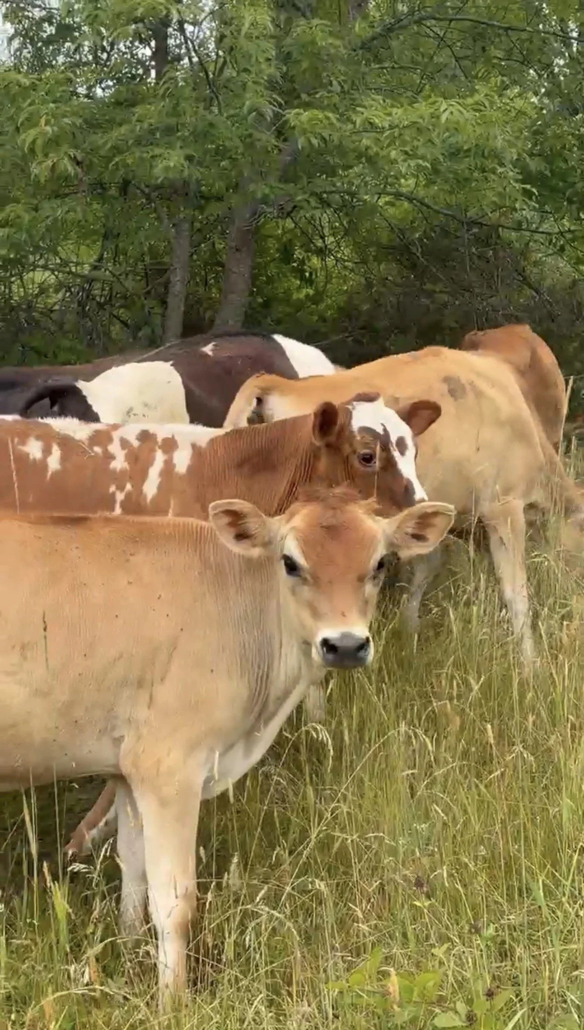 Seven Steers Welcomed to Graze at Morris Farm