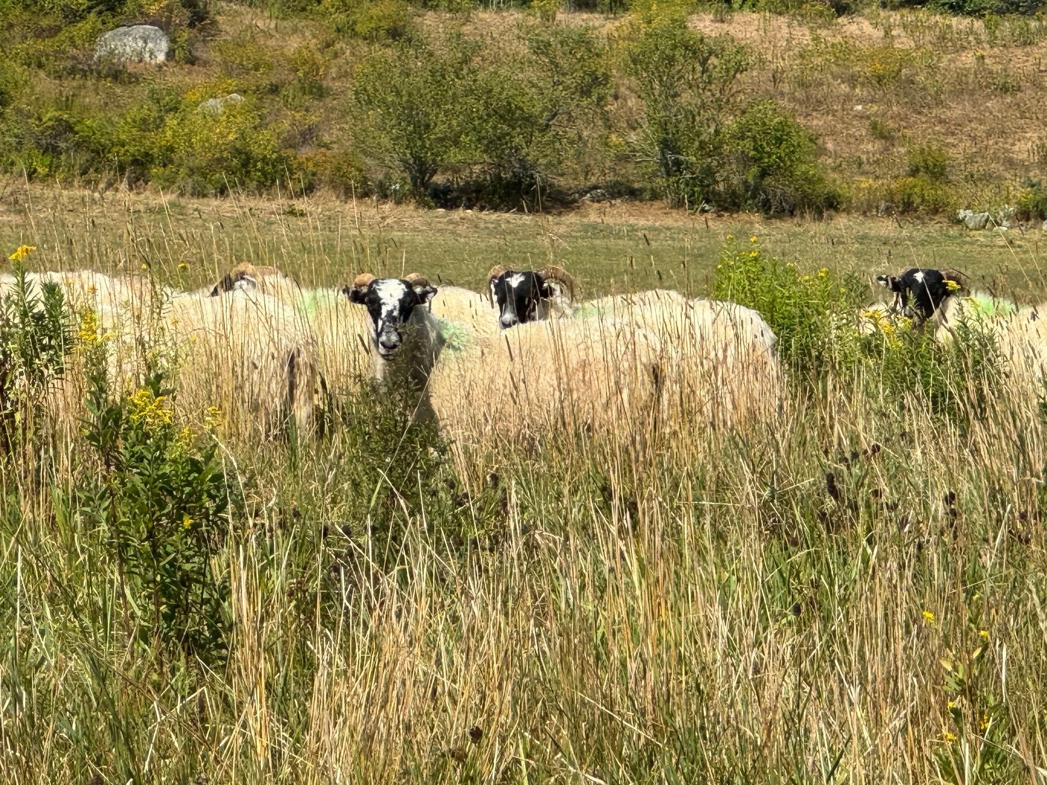 They&rsquo;re baaaack!🐑
If you&rsquo;ve taken a stroll by the fields recently, you might have noticed a few extra woolly faces hard at work. We are thrilled to welcome about a dozen ewes back to the pastures at Morris Farm!

These magnificent ladies