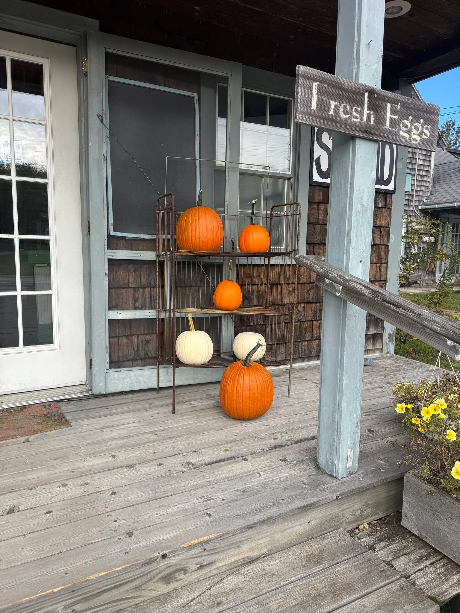 It&rsquo;s pumpkin season at the farm! 🎃✨

Looking for the perfect pumpkin for carving, decorating, or baking? We&rsquo;ve got you covered! Stop by The Commons at Morris Farm this Saturday from 8:00 AM to 12:00 PM to pick out your favorite pumpkins 
