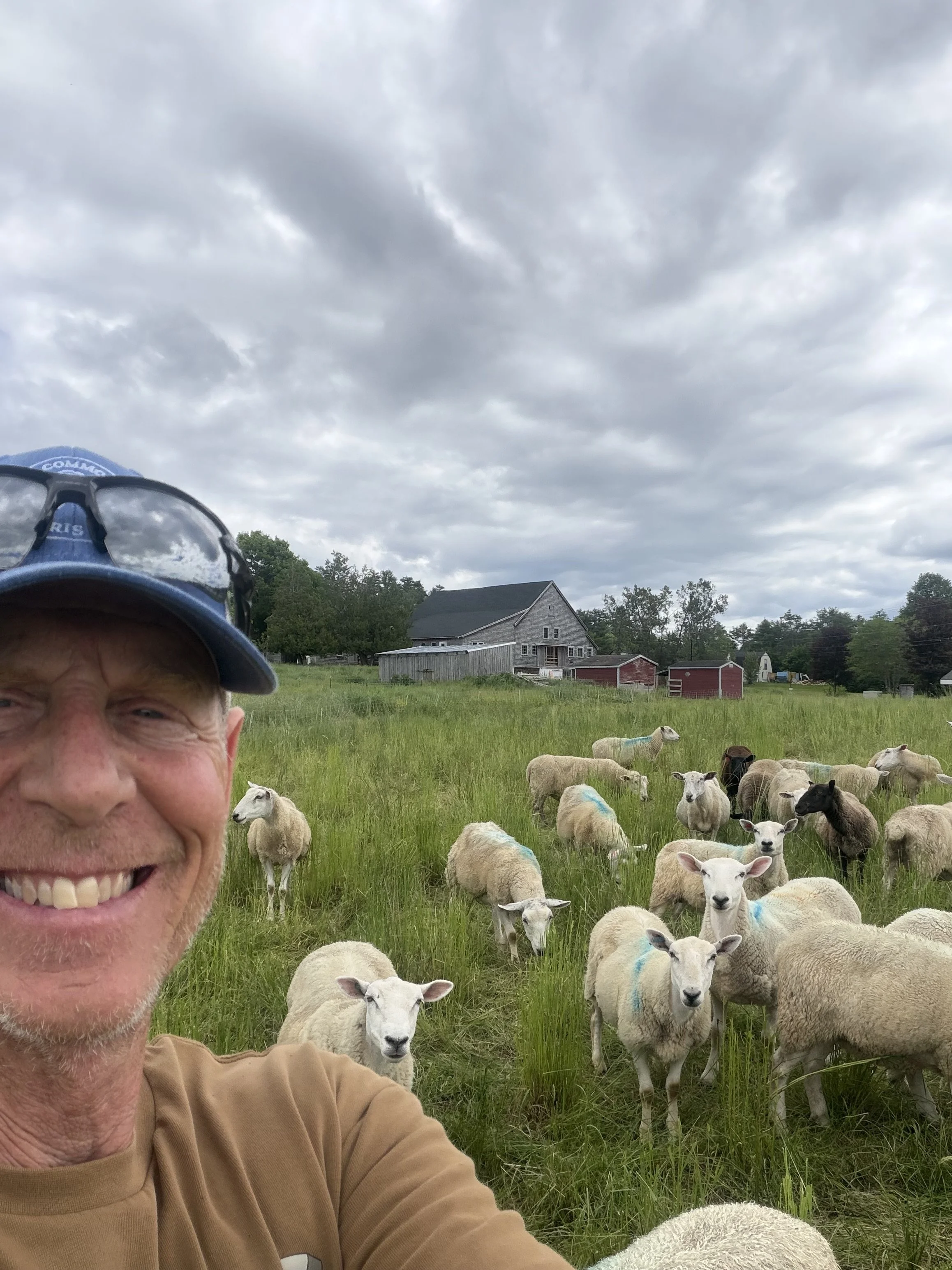 Shadows, Shearing, and Moving On: A Big Thank You to Our Four-Legged Mowers