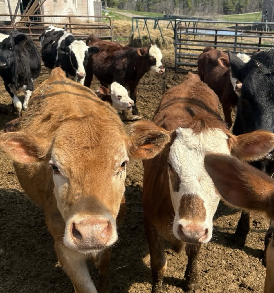 A group of young calves of various colors standing on dirt, with some looking directly at the camera and others in different directions, in an outdoor farm setting with fences and trees in the background.