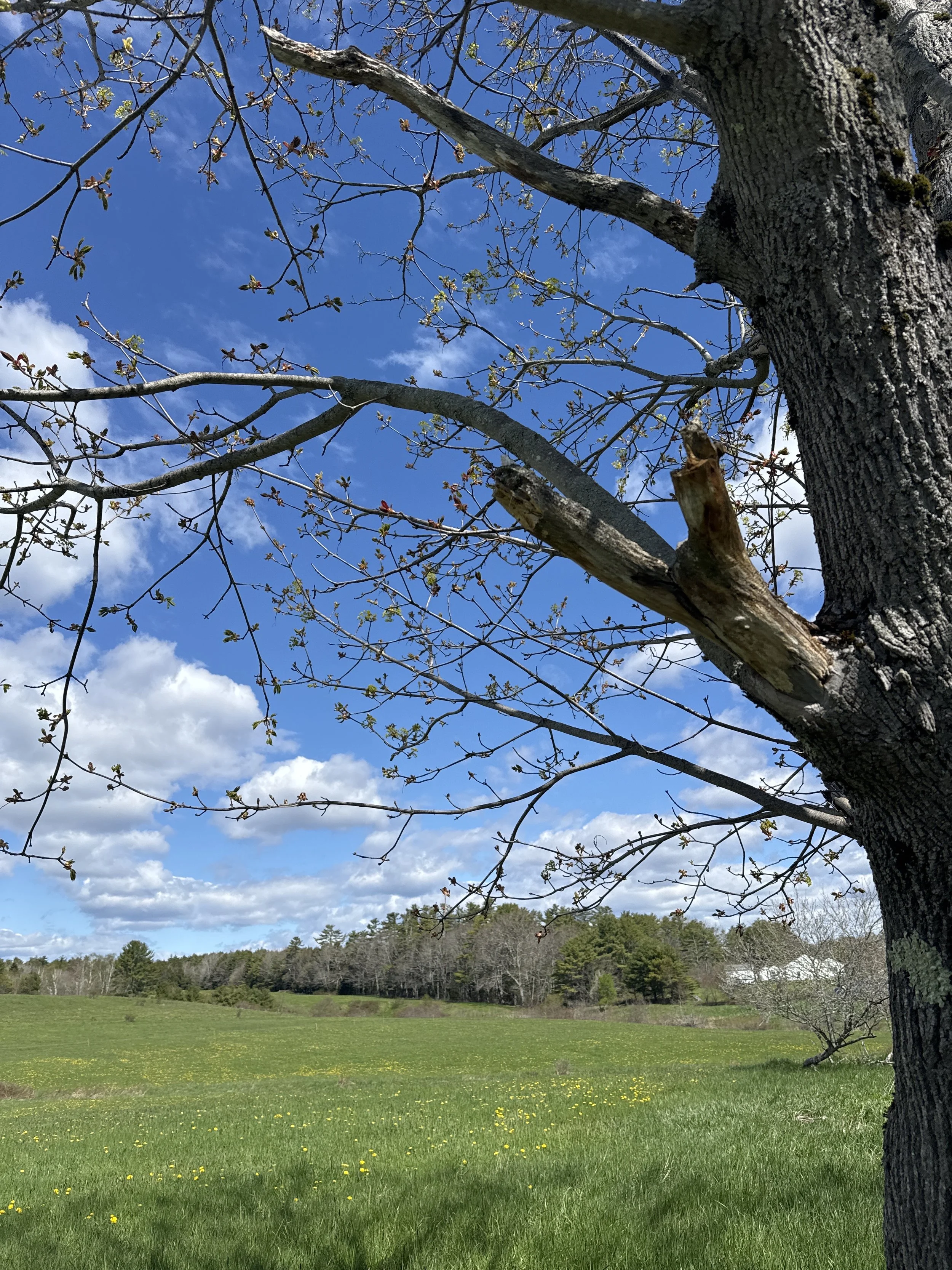 Welcome to a New Chapter: The "100-Year Plan" for The Commons at Morris Farm