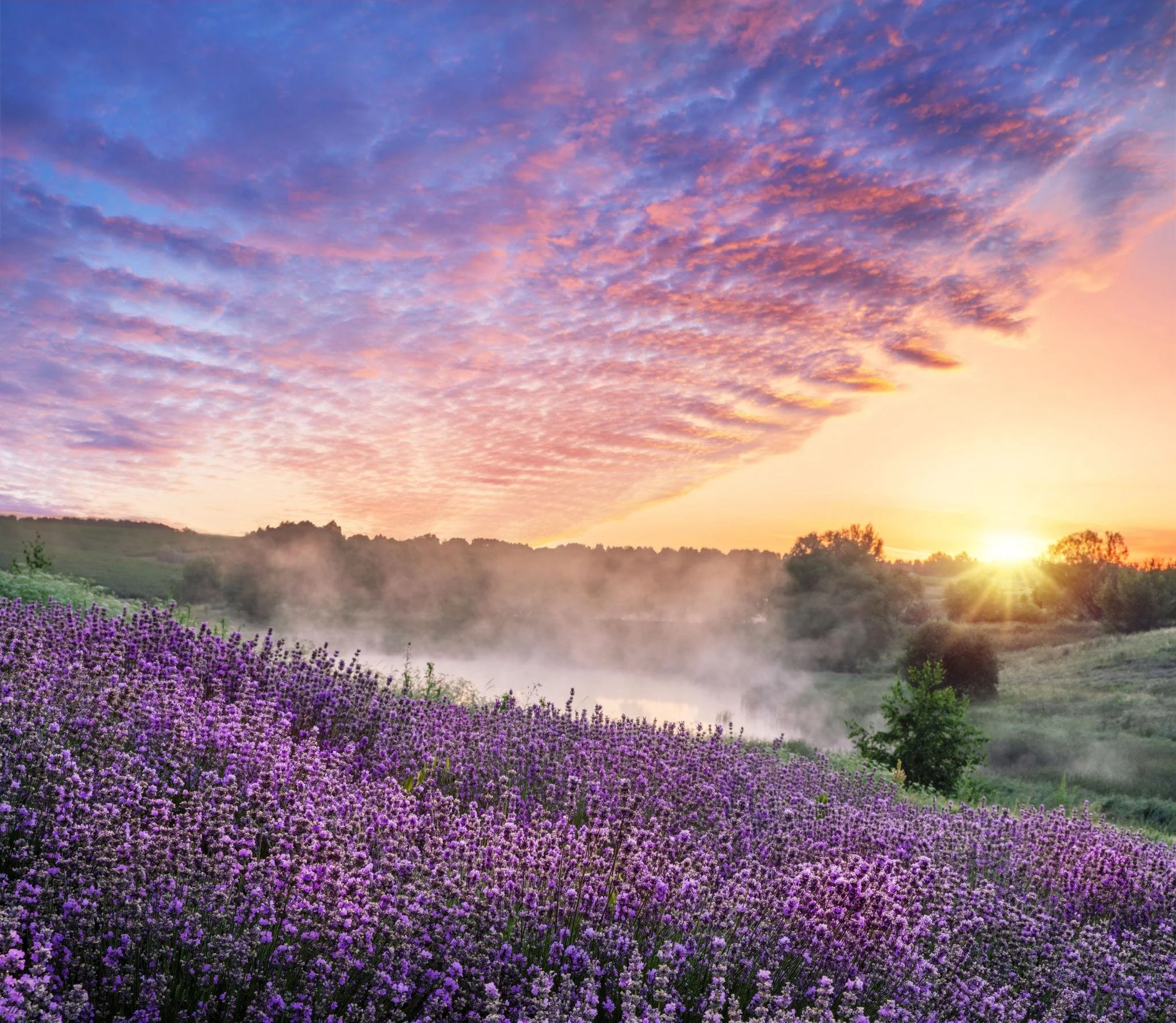 lavender fields.jpg