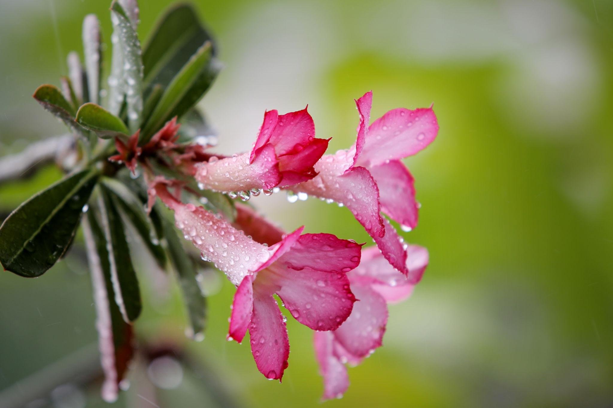 beautiful flower.jpg