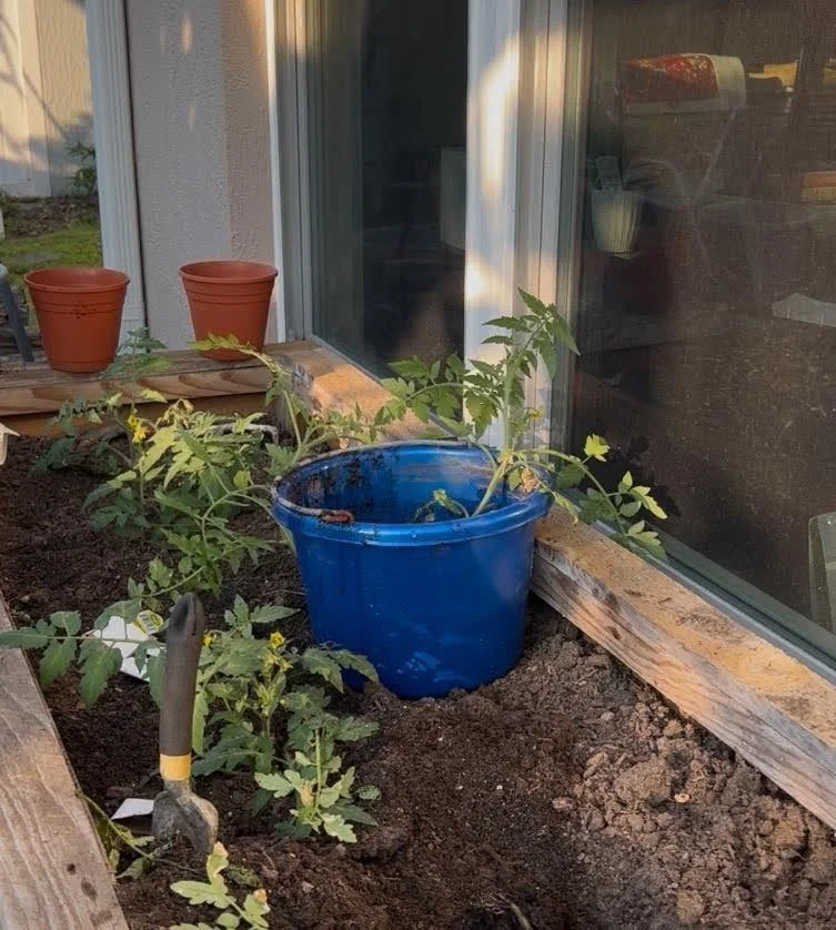Planting Tomato Seedlings