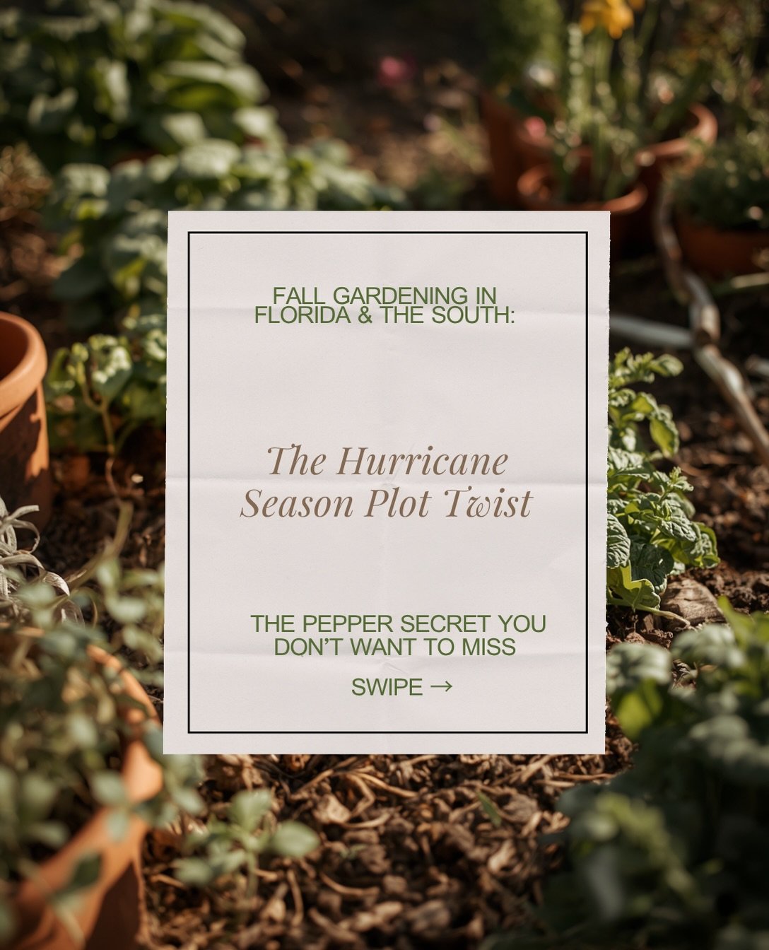 September in Florida and the South is a mind game. Still 110&deg;, still humid, still hurricane season... and yet this is exactly when your fall garden needs to go in.

Swipe through for what I actually do this time of year (slide 3 might surprise yo