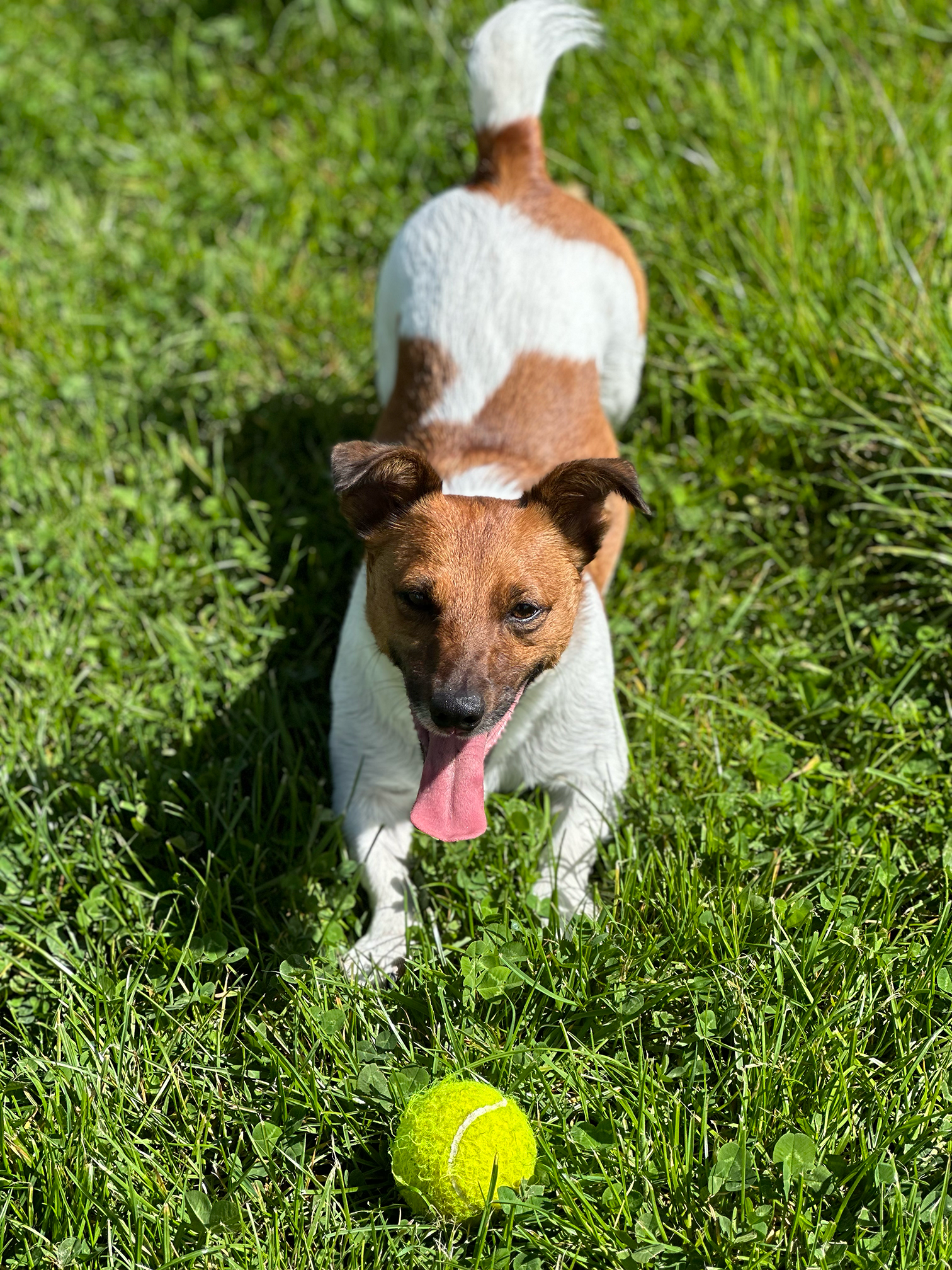 A small dog with a brown and white coat sitting on green grass near a yellow tennis ball.