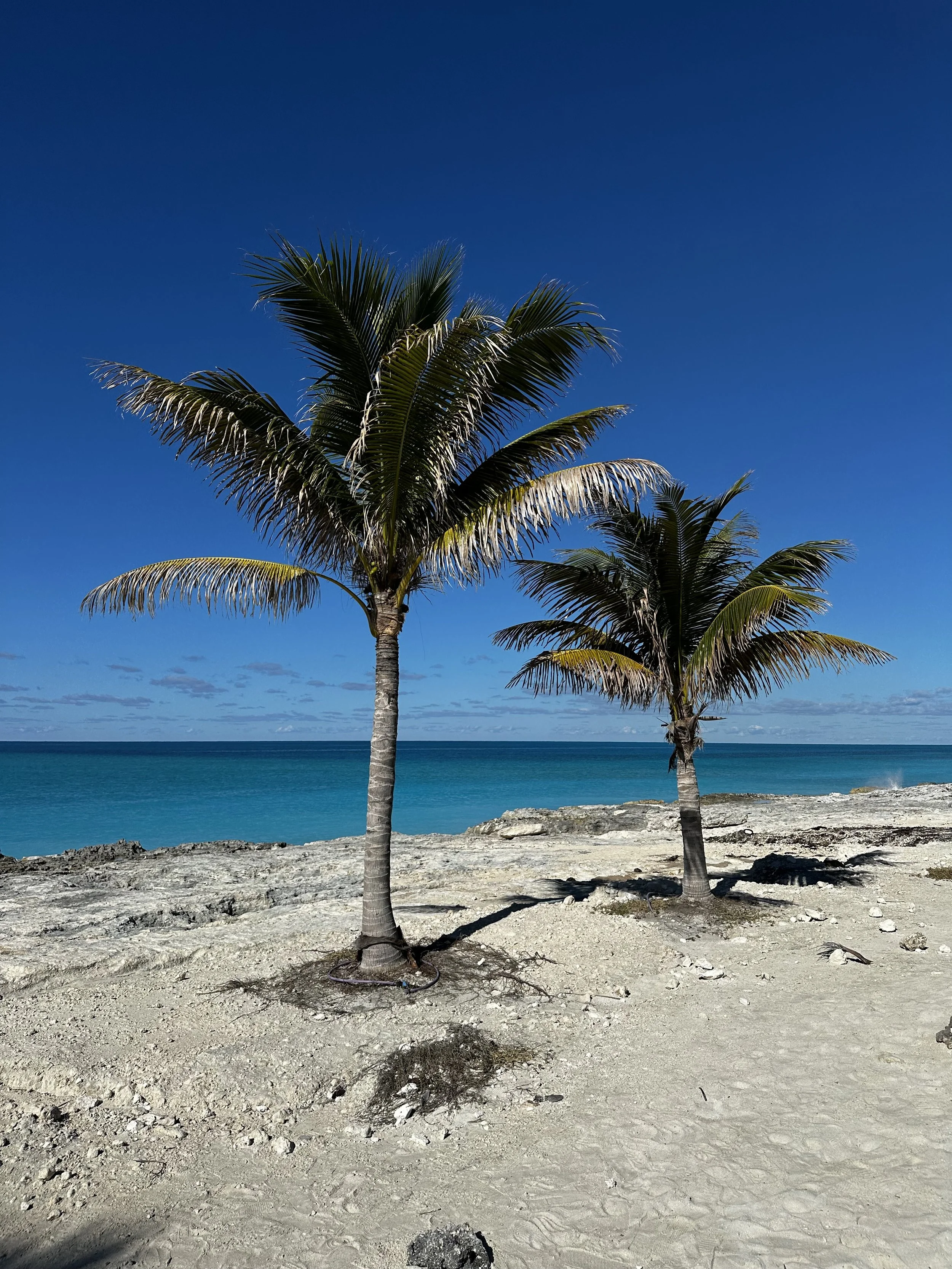 Ocean Cay/Bahamas