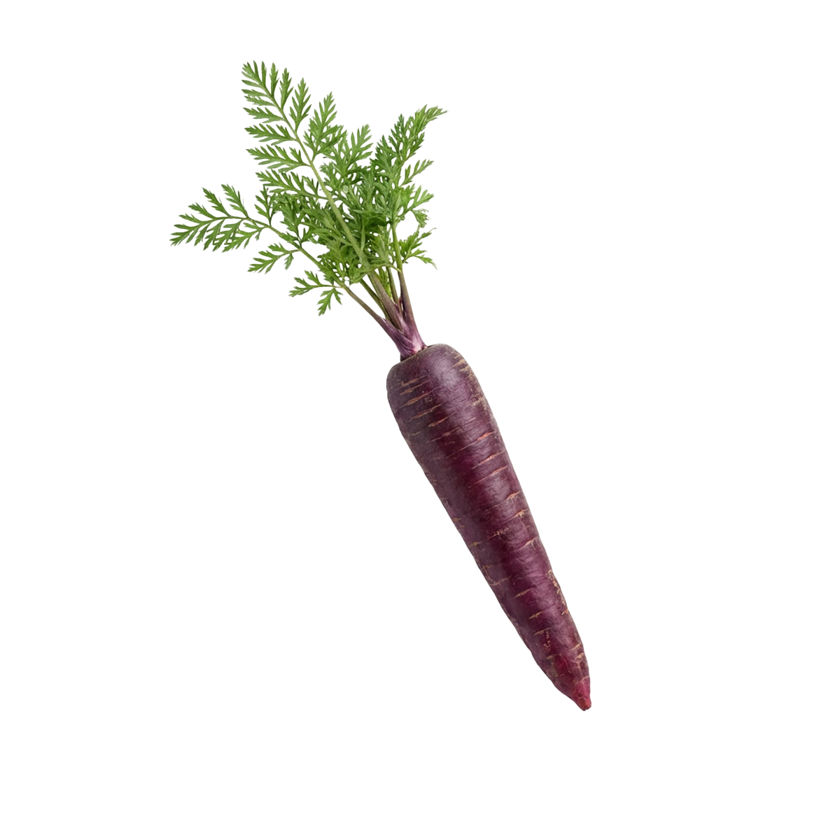 Purple Carrot