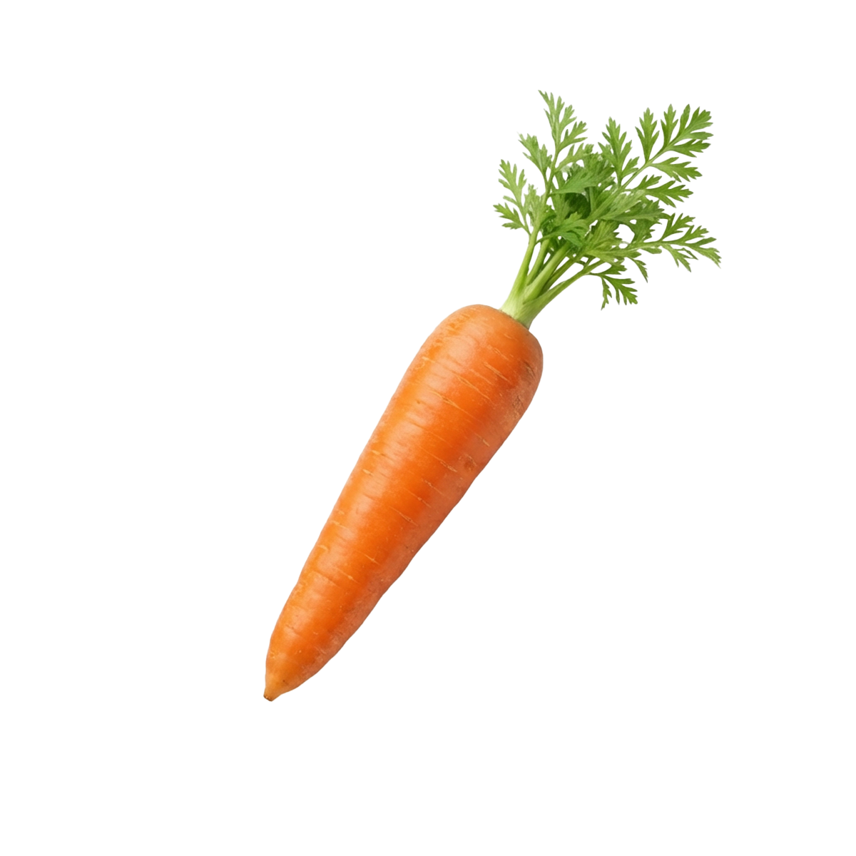 Fresh carrots