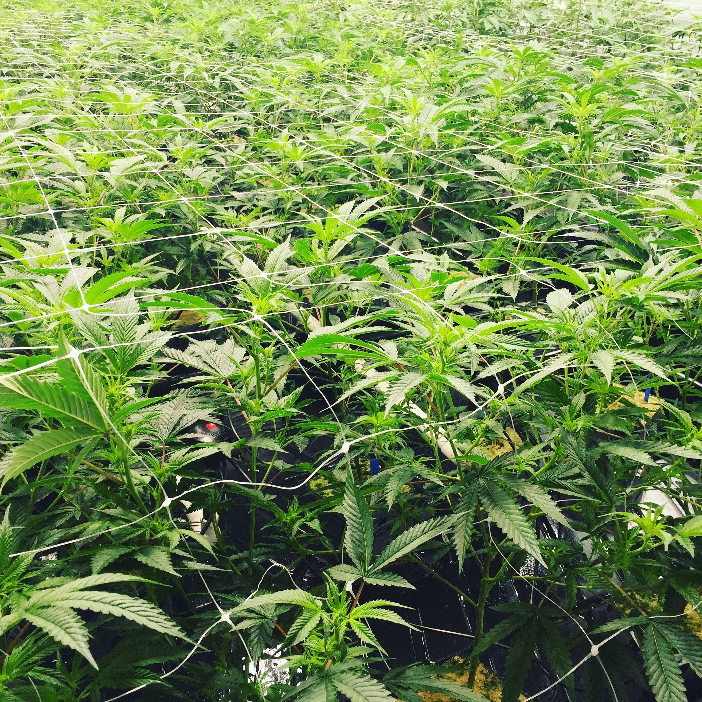 Plant Health Investigation