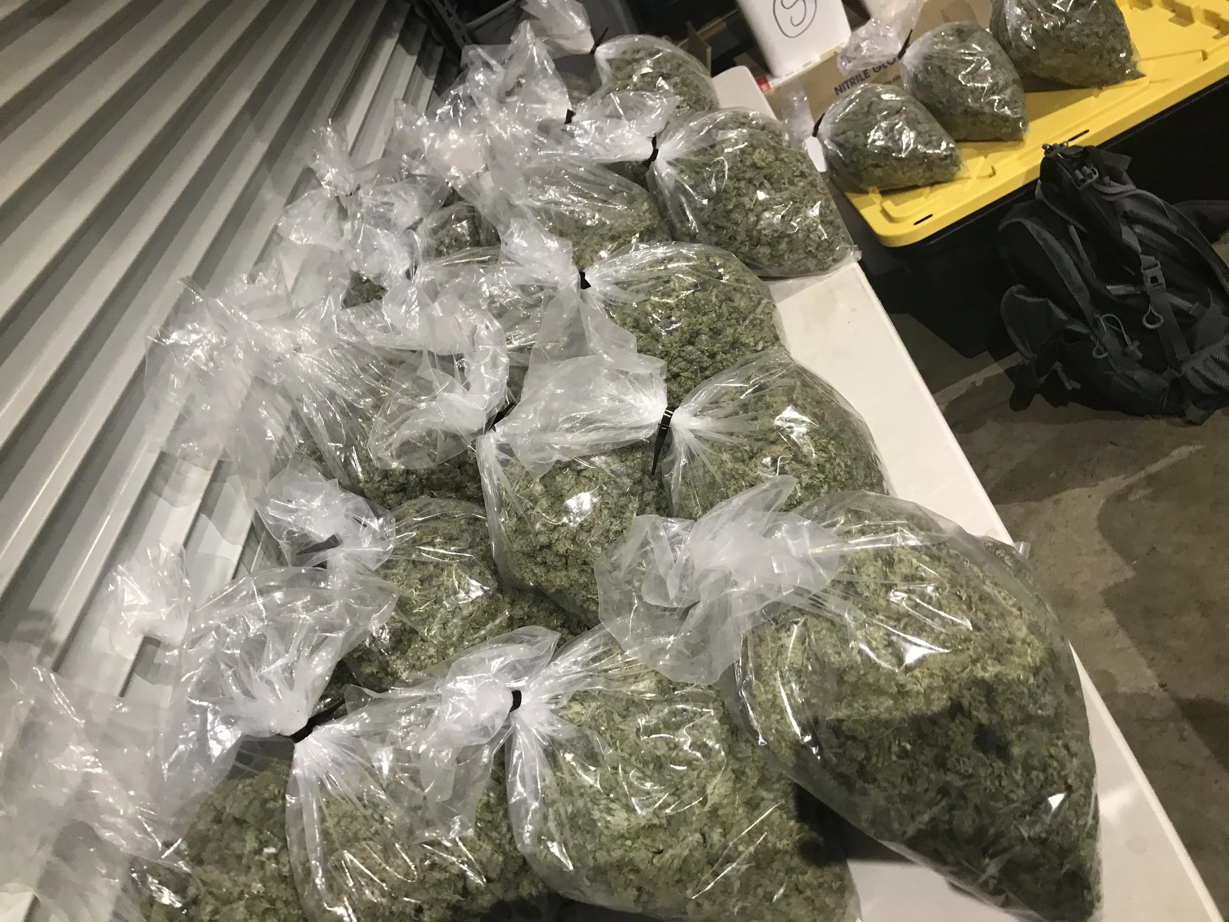 How Much Is Aspergillus Really Costing Your Cannabis Facility?