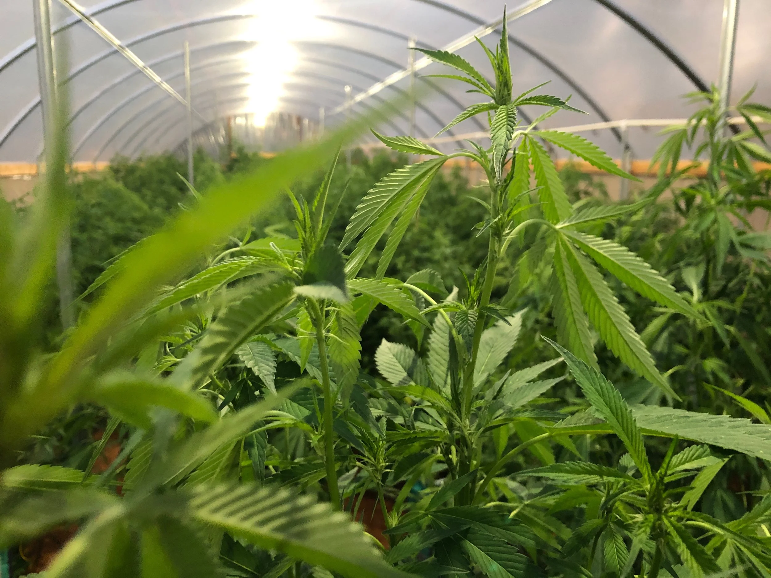Is a $2,500 Cannabis Facility Assessment Actually Expensive?