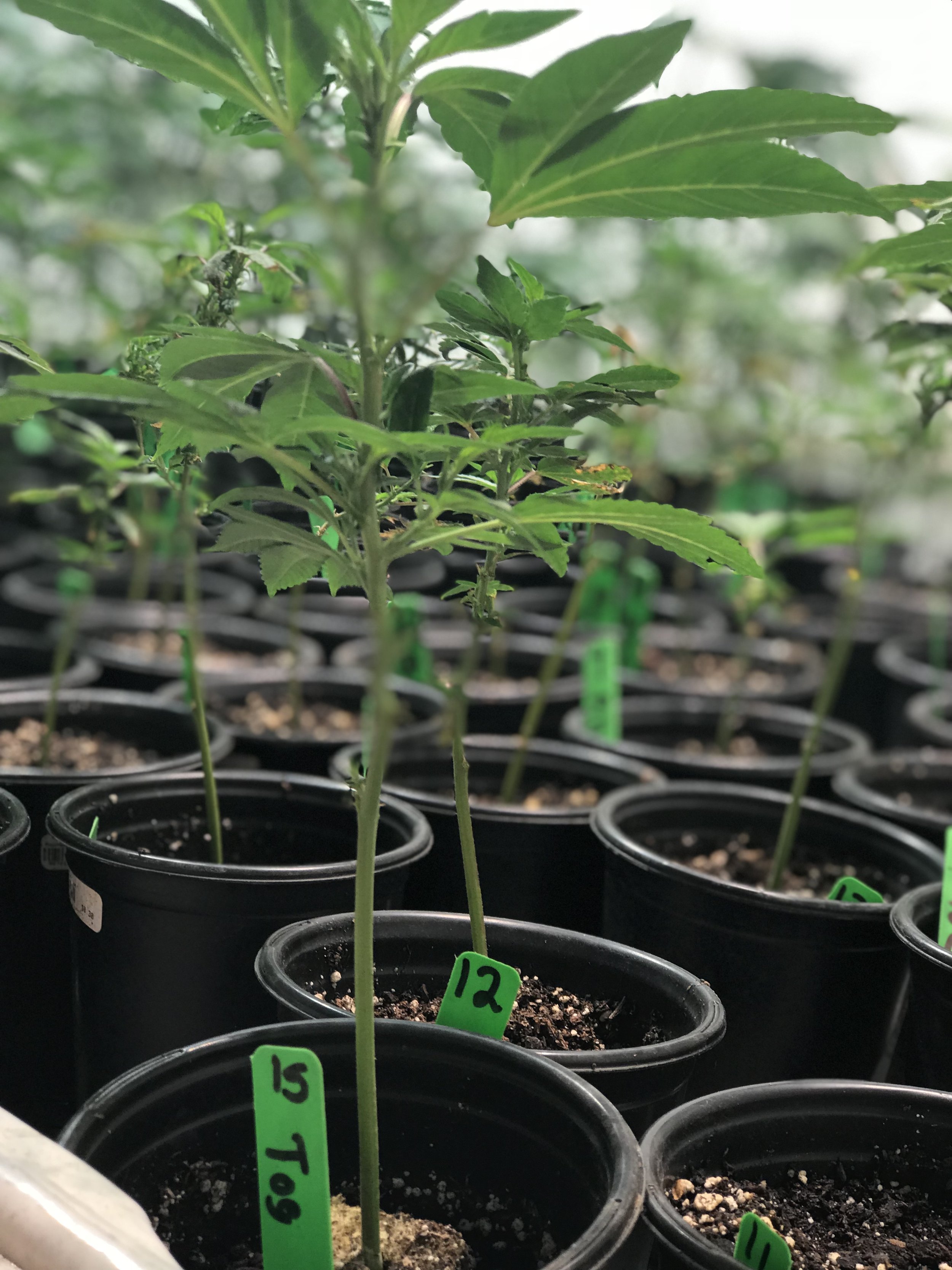 Can Coco Coir Contribute to Aspergillus Problems in Cannabis?