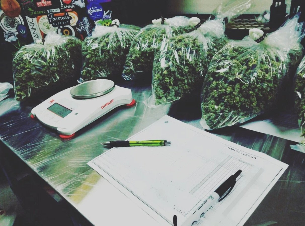 Cannabis Flower being tested by a lab for Compliance