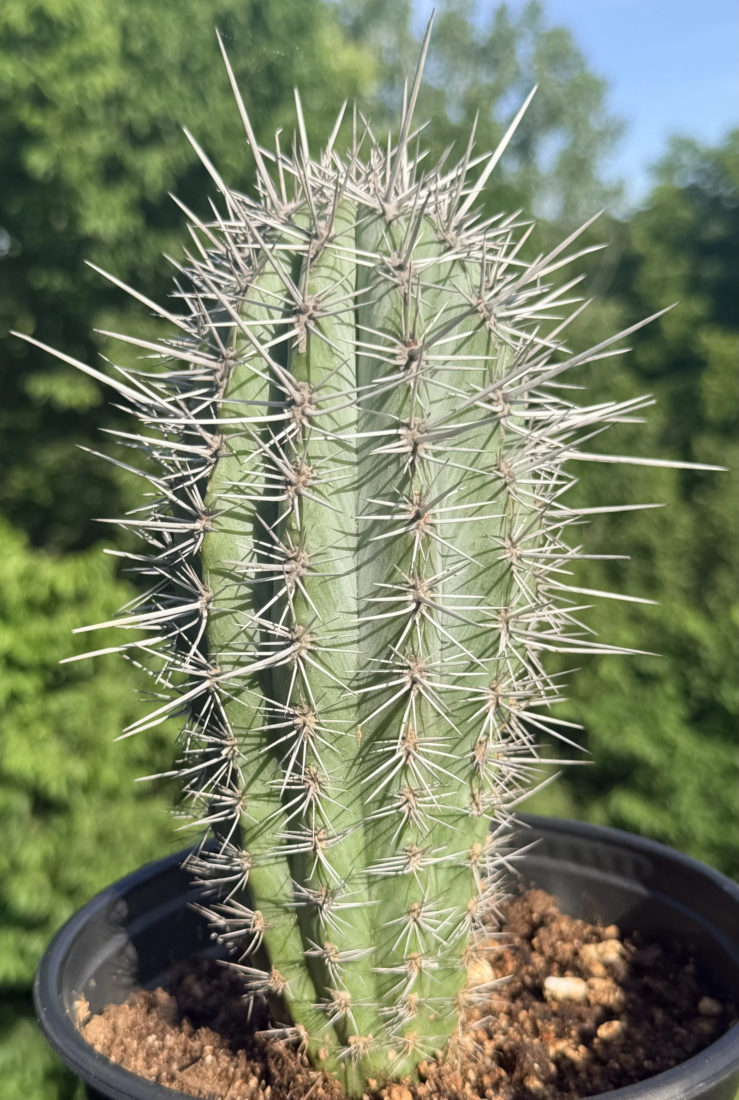 Mexican Giant Cardon (Elephant Cactus) - Pachycereus pringlei