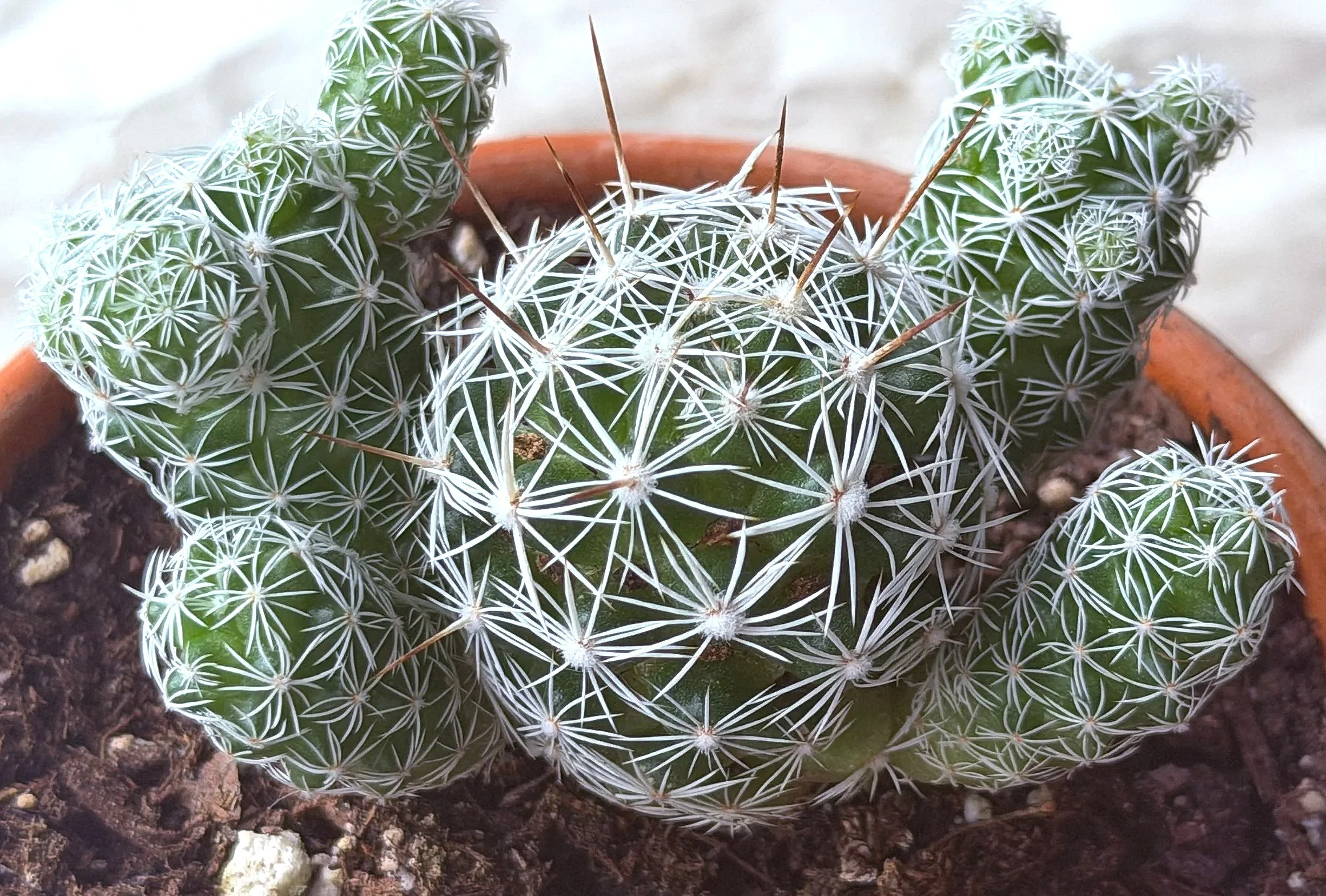 Close-up of a potted cactus with white spines in soil.