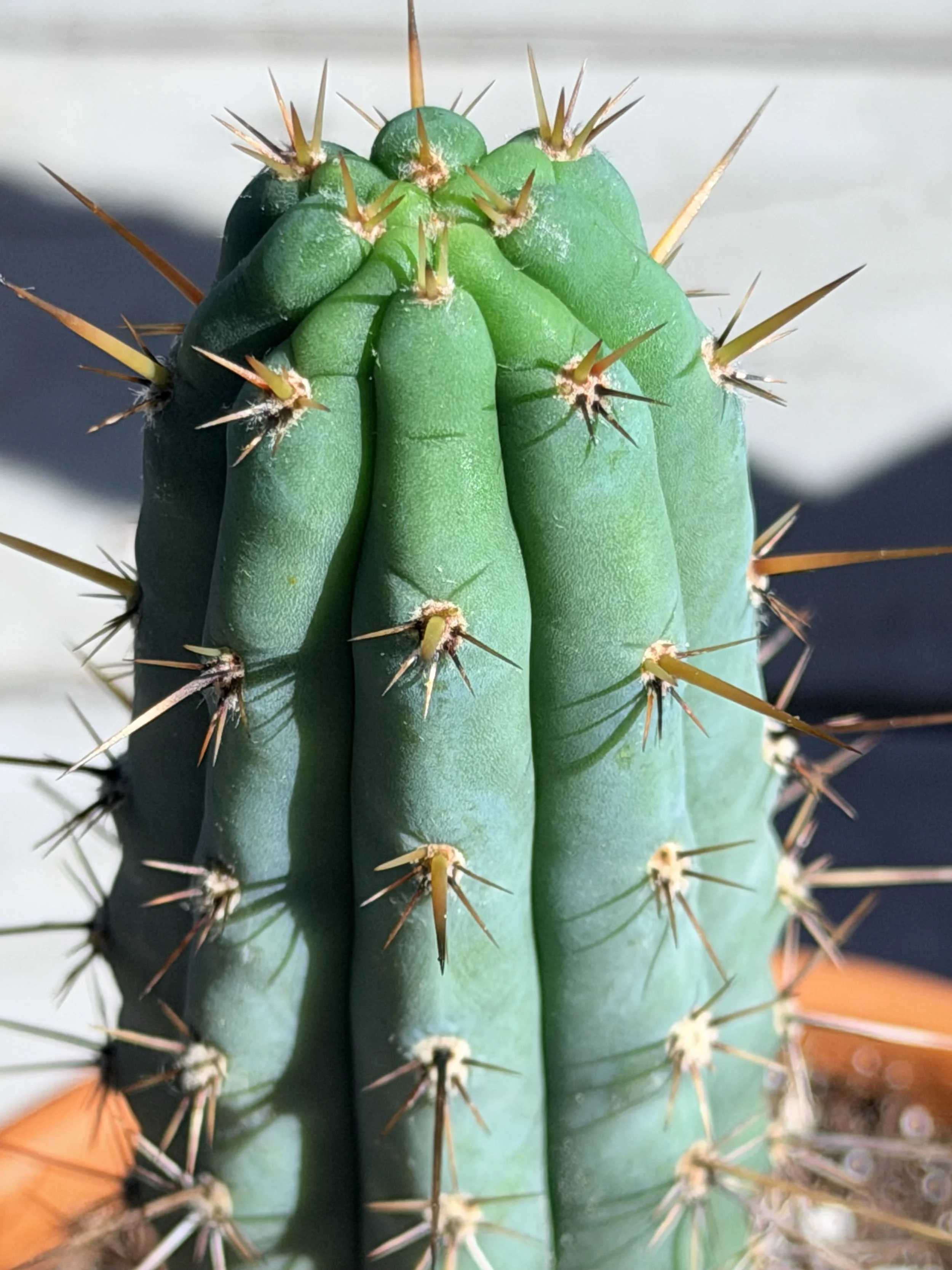 Peruvian Torch Hybrid - Rosei 1 x Clyde EXACT