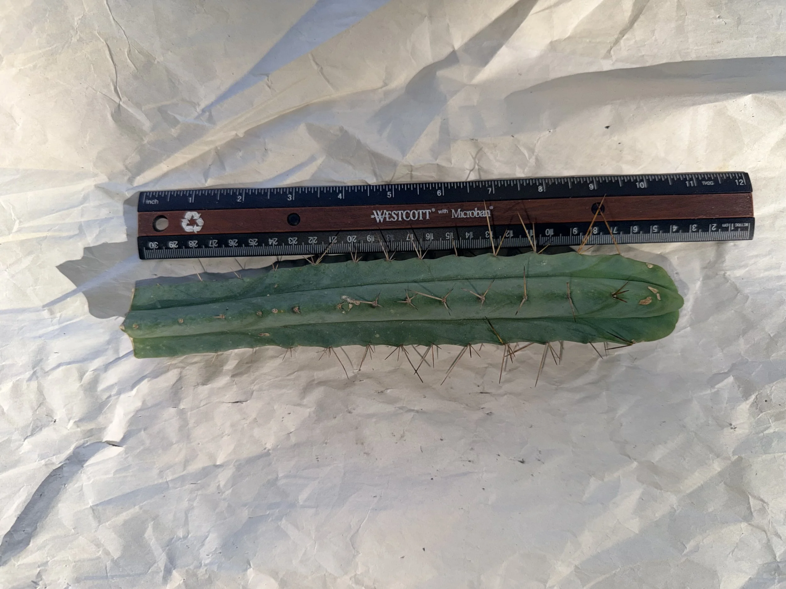 Cactus Kate Bridgesii Tip 10" Cutting