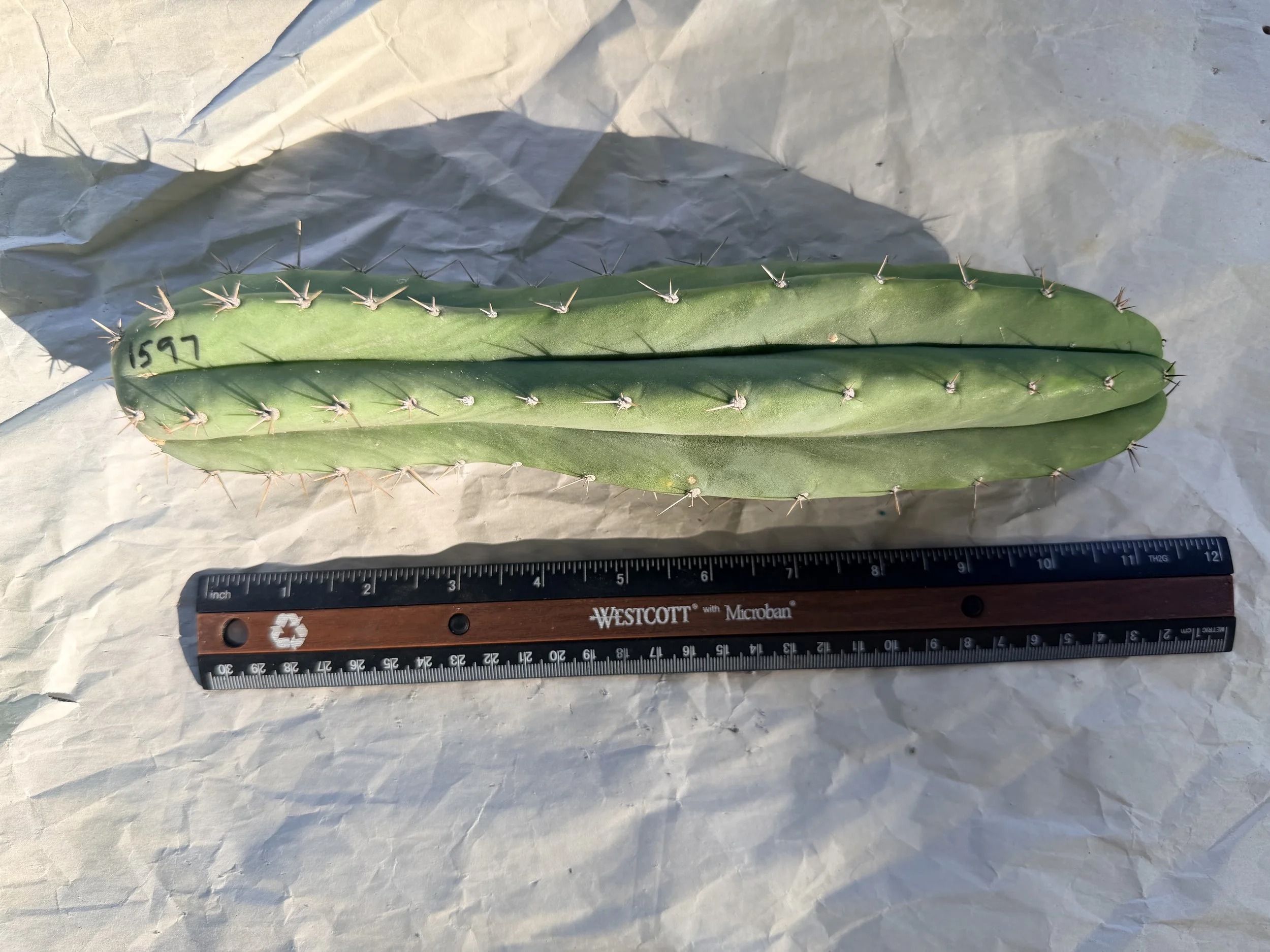 Hutchison 1597 11" Tip Cutting - Trichocereus pachanoi