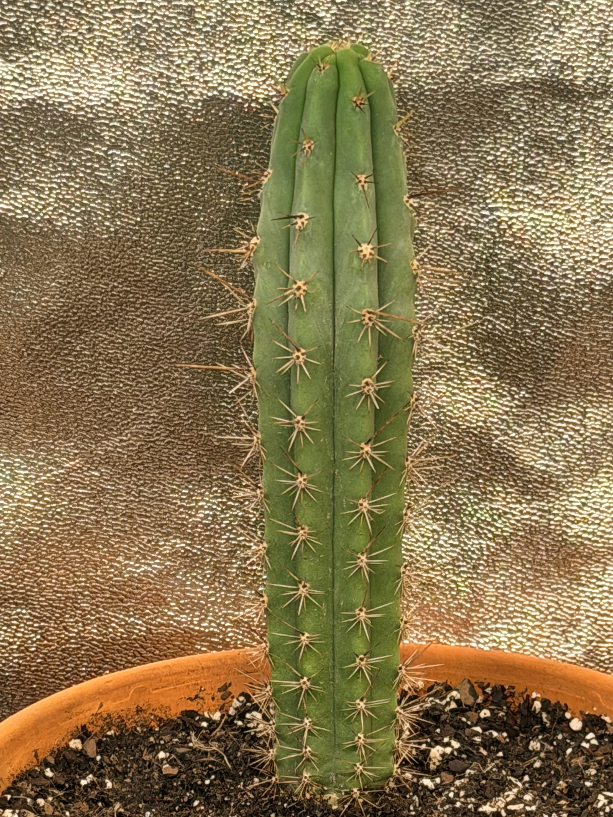 Peruvian Torch Hybrid - Rosei 1 x Clyde EXACT