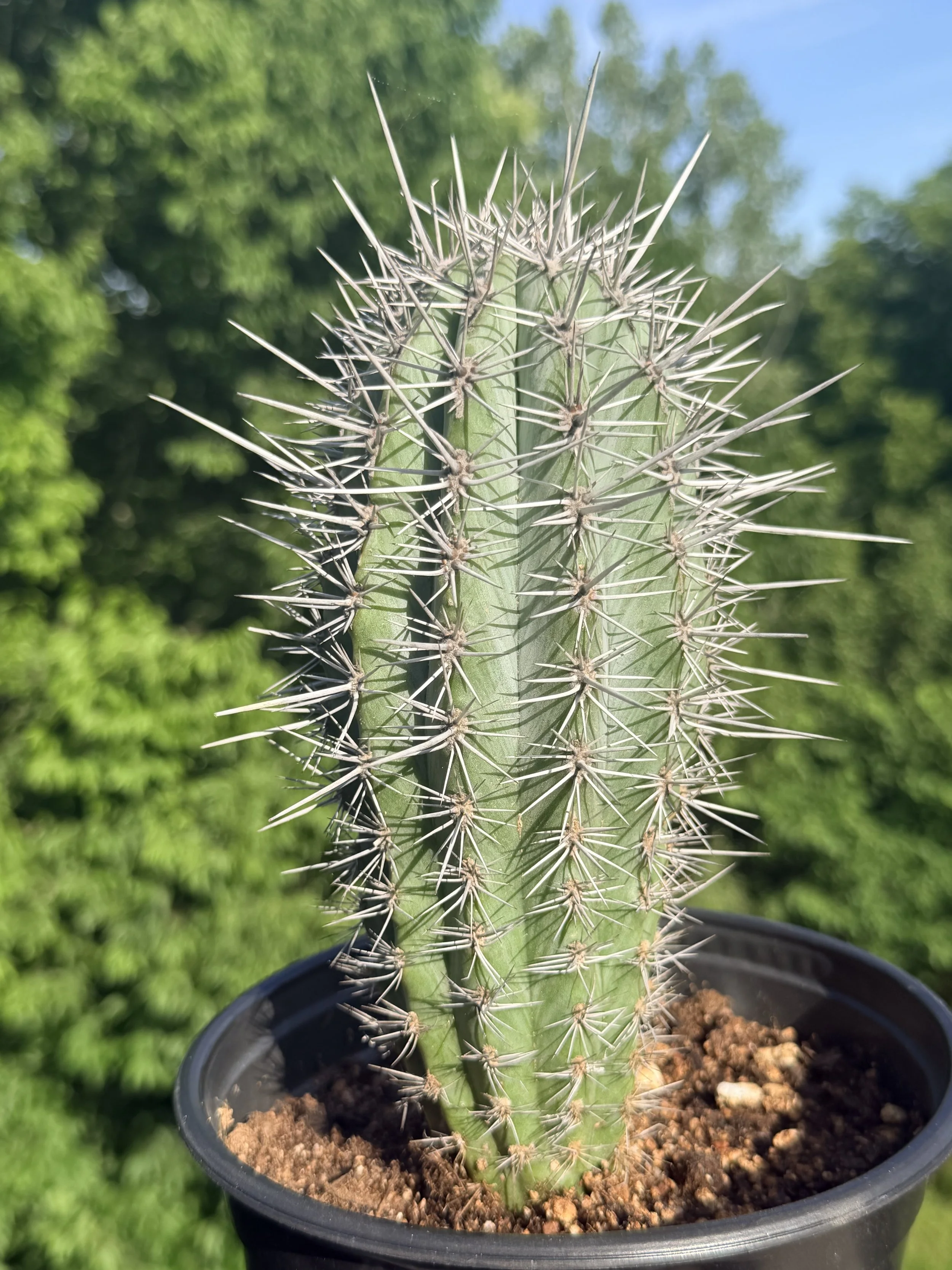 Close-up of a tall green cactus with sharp spines in a black pot filled with soil, against a blurred background of green trees and sky.