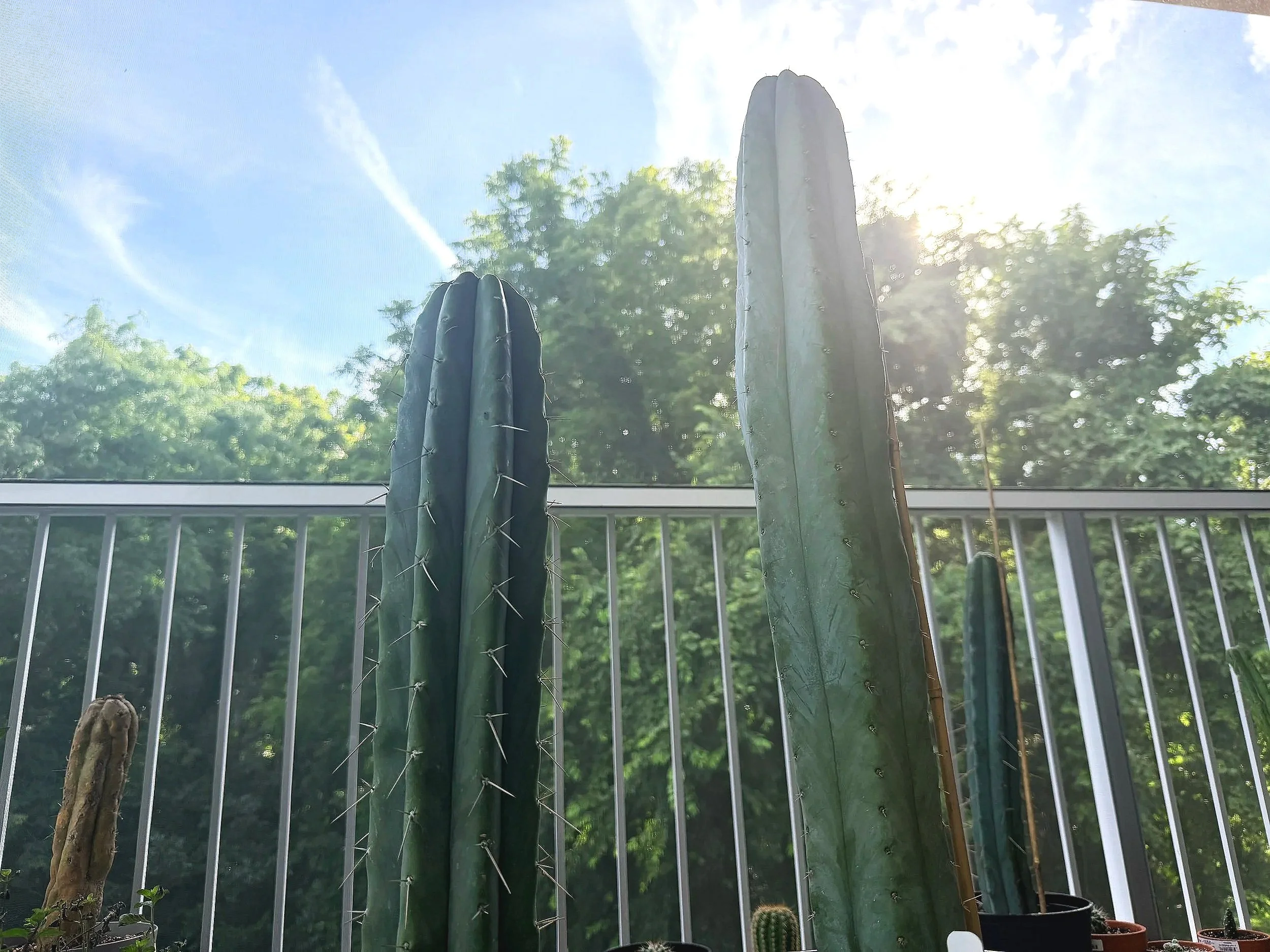 Four tall cacti placed on a balcony with a white railing, with trees and a partly cloudy sky in the background.