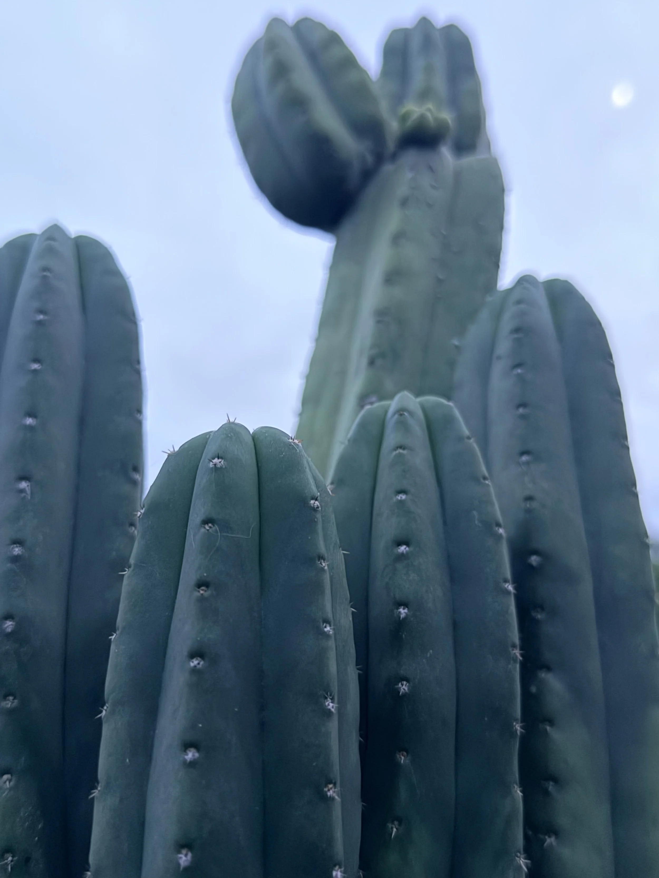 Close-up of multiple green cactus plants with spines, viewed from below against a clear blue sky with a small white cloud or moon.
