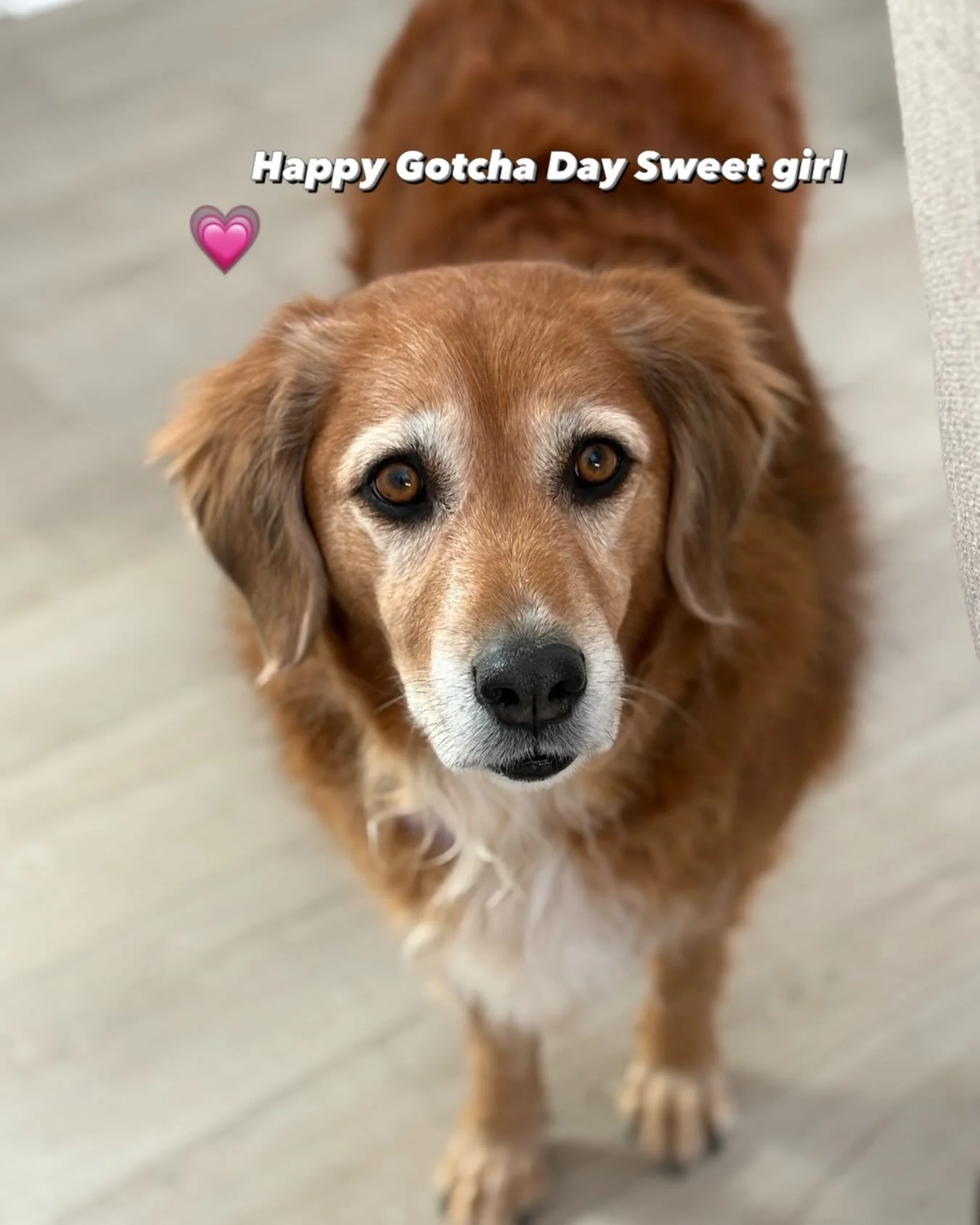 Happy Gotcha Day Sweet Georgia! So glad you chose us! 💗🥰🥰