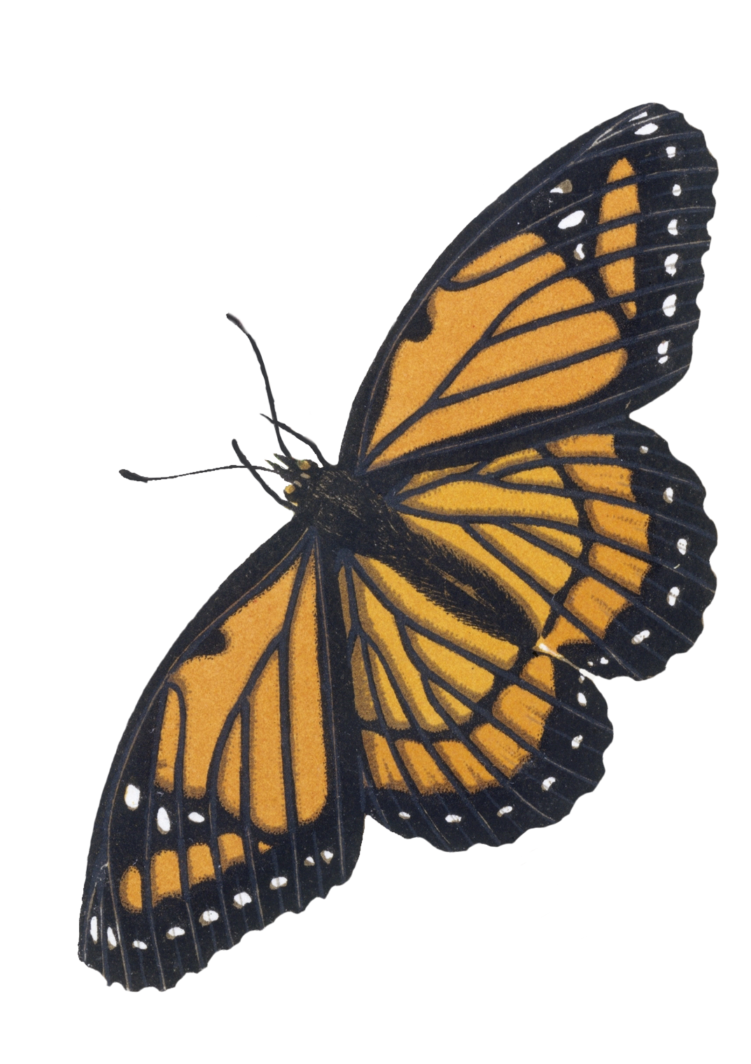 A Monarch butterfly with orange and black wings.