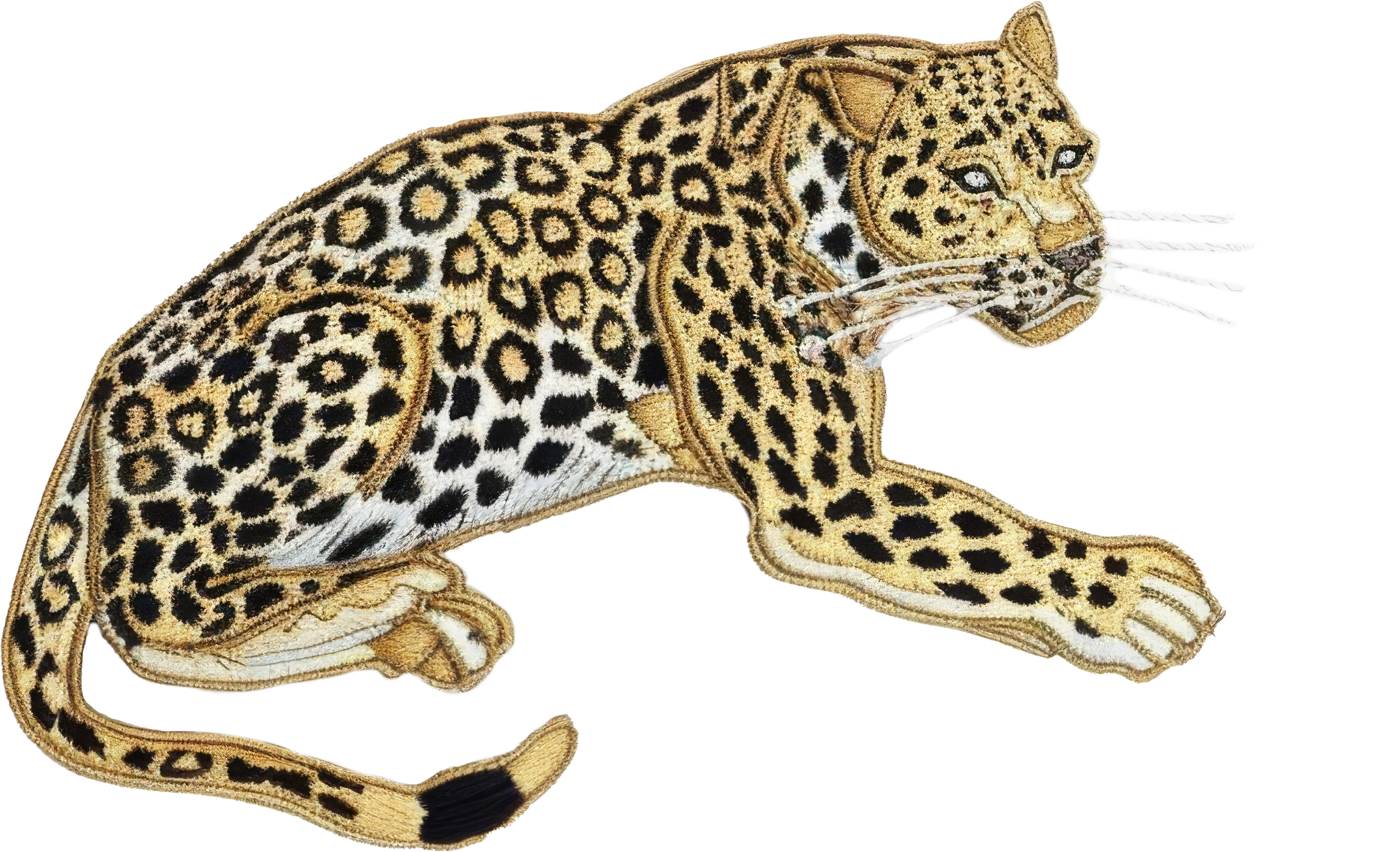 A detailed illustration of a leopard, showing its spotted coat, muscular limbs, and long tail, facing sideways with its head slightly turned, set against a transparent background.