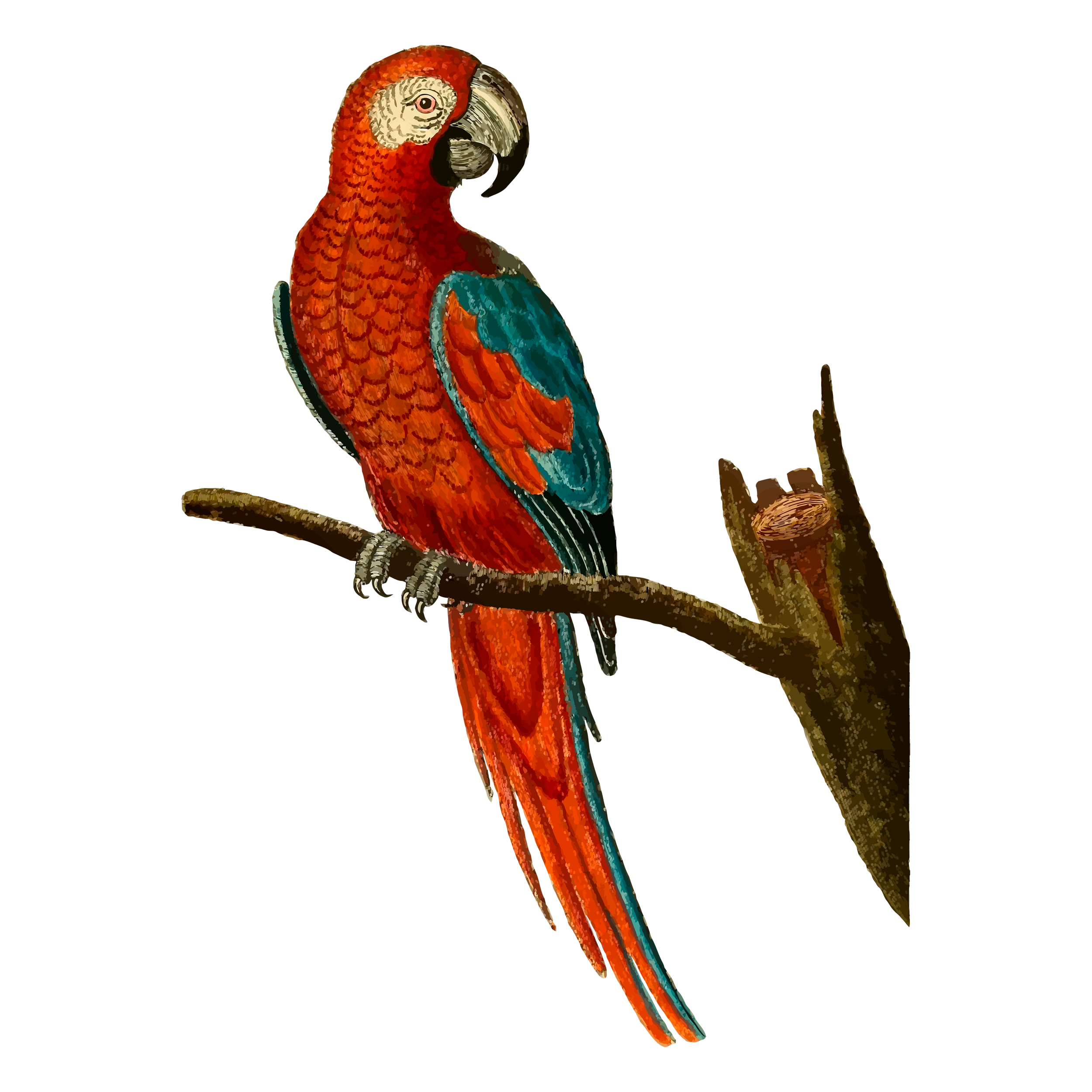 Colorful illustration of a parrot perched on a branch against a black background.