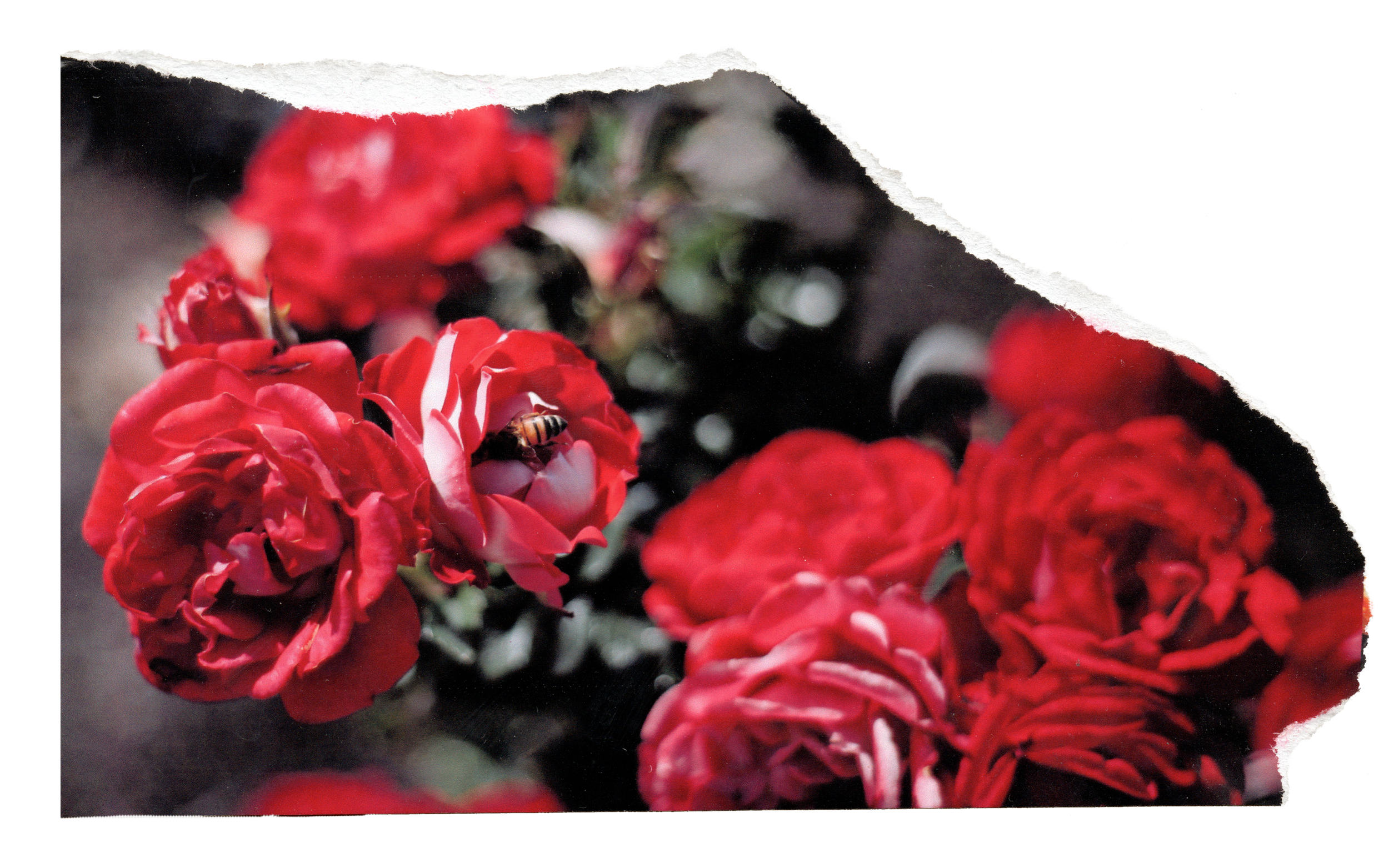 Close-up of red and pink geranium flowers with a bee collecting nectar, background blurred.