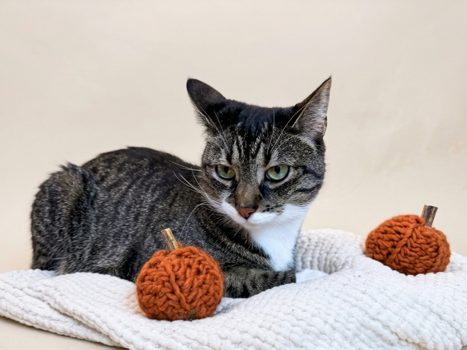 Crochet Pumpkin Cat Toy