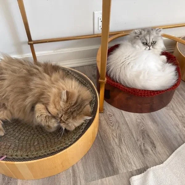 Two cats sleeping in their respective beds on a wooden floor next to an electrical outlet.
